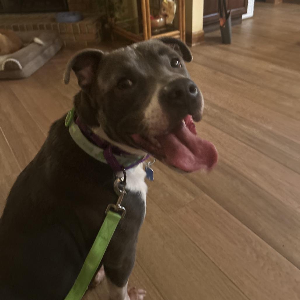 Gator, a Adoptable mixed breed in Avon, OH image 4/5