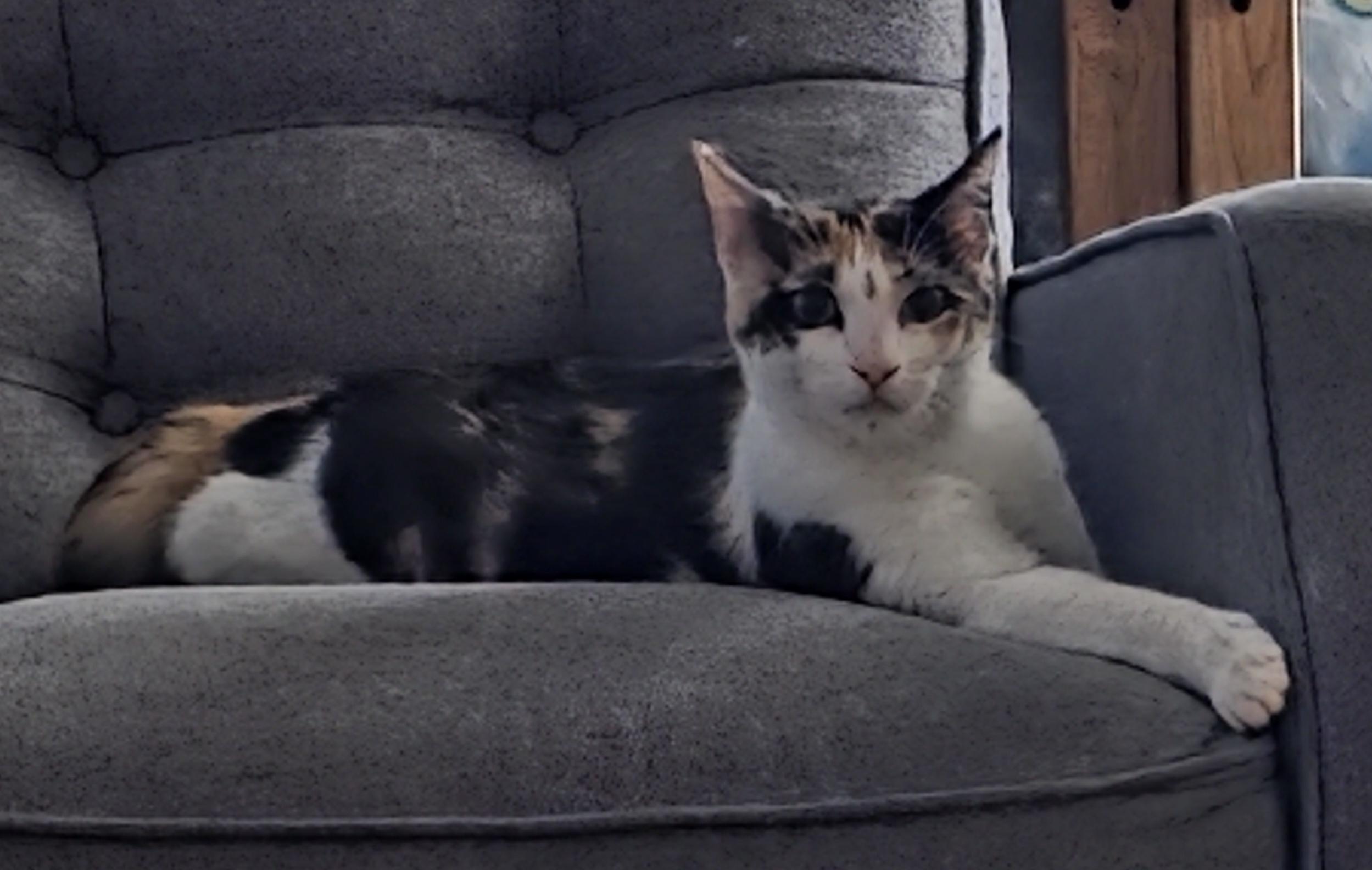 Enlarge Lavender, an adopted Domestic Short Hair in Mission Viejo, CA image 1/1