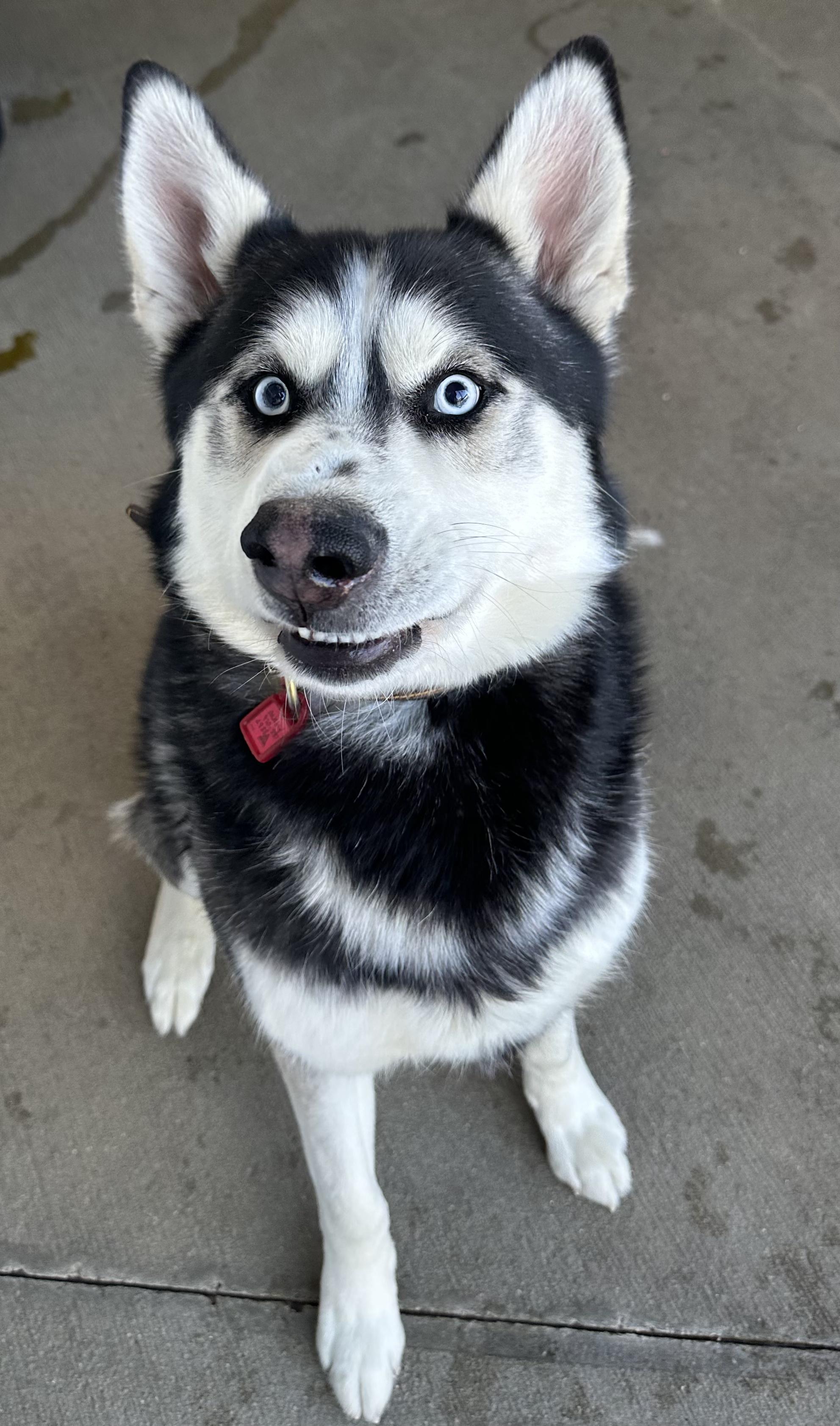 Oakley, ADOPTABLE, Adult Male Alaskan Malamute & Husky.