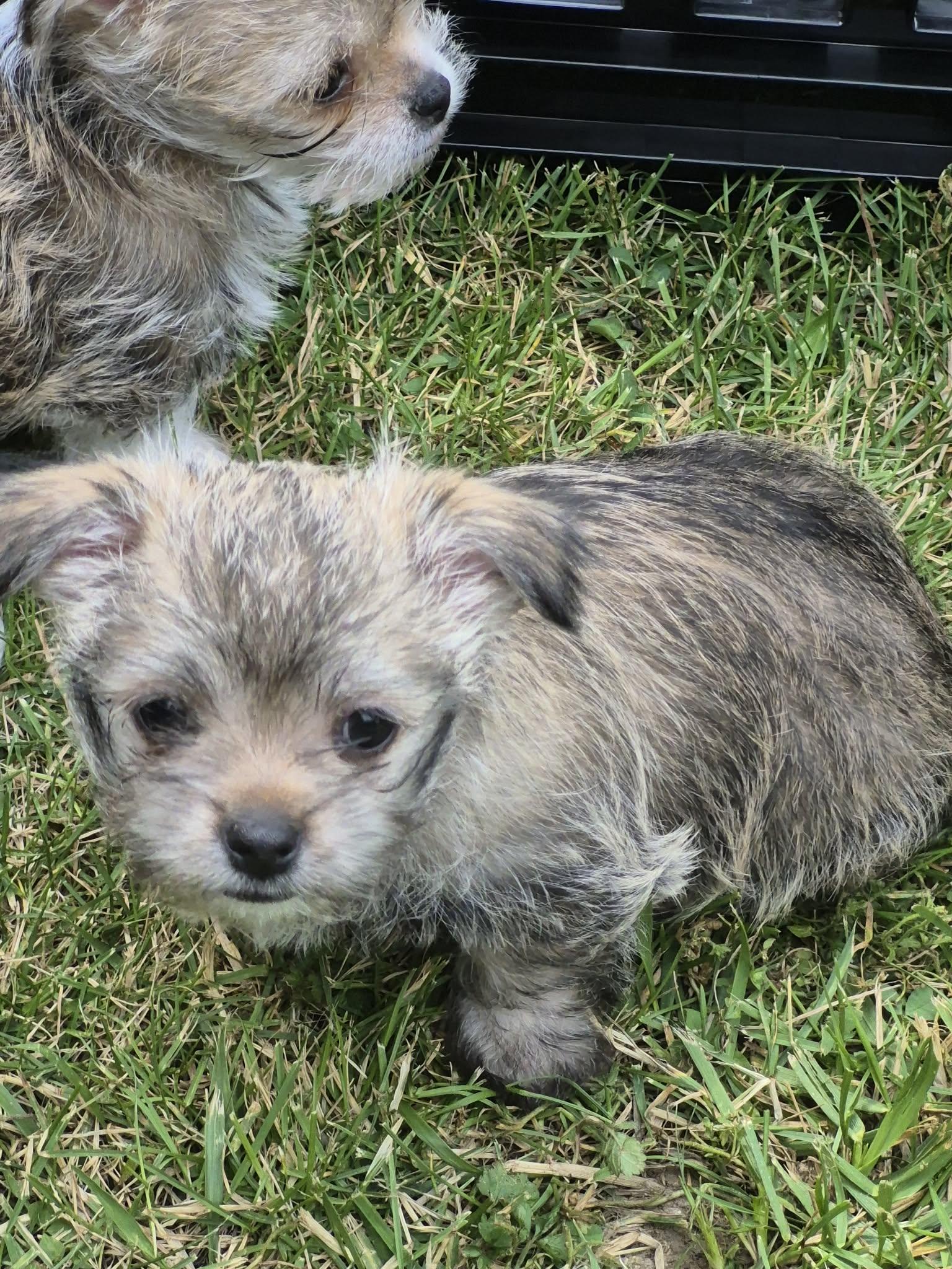 Chewy, an adopted mixed breed in Covington, KY image 3/3