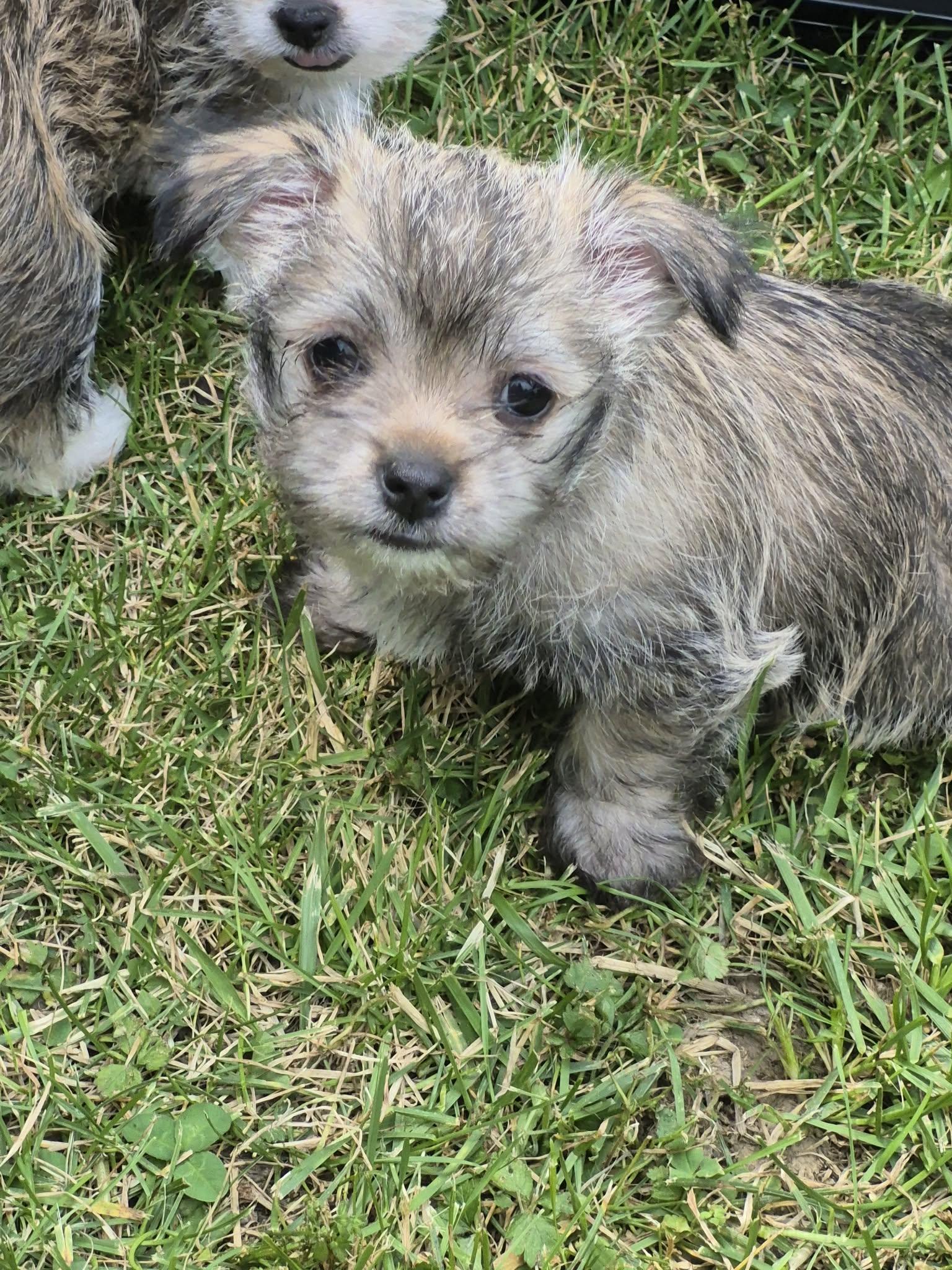 Chewy, adopted, Puppy Female Chihuahua.