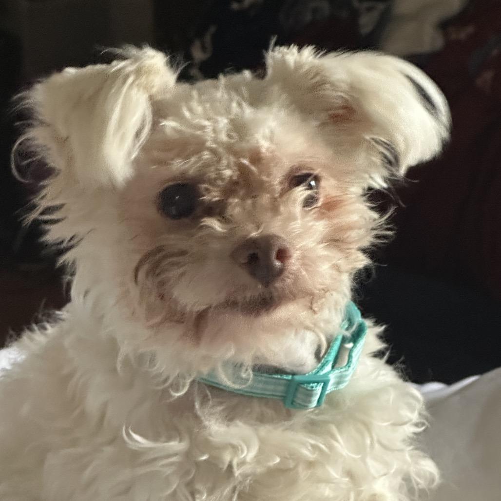 Enlarge Marshmallow bonded w/ Sweetheart, a Adoptable Mixed Breed in Hinsdale, IL image 1/2