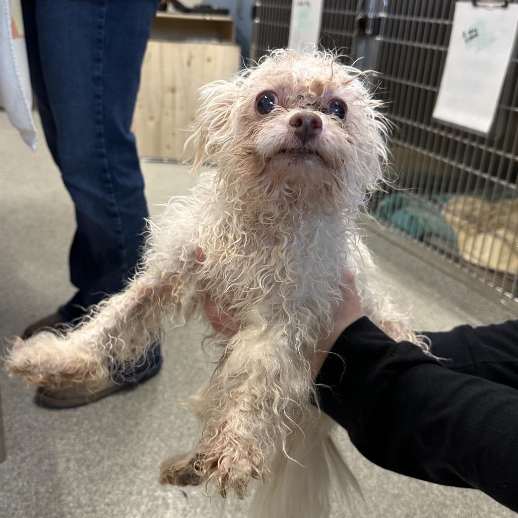 Enlarge Marshmallow bonded w/ Sweetheart, a Adoptable Mixed Breed in Hinsdale, IL image 2/2