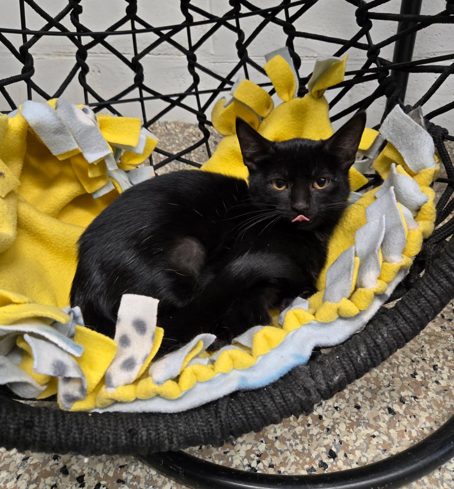 Sally, Adoptable, Kitten Female Domestic Short Hair.