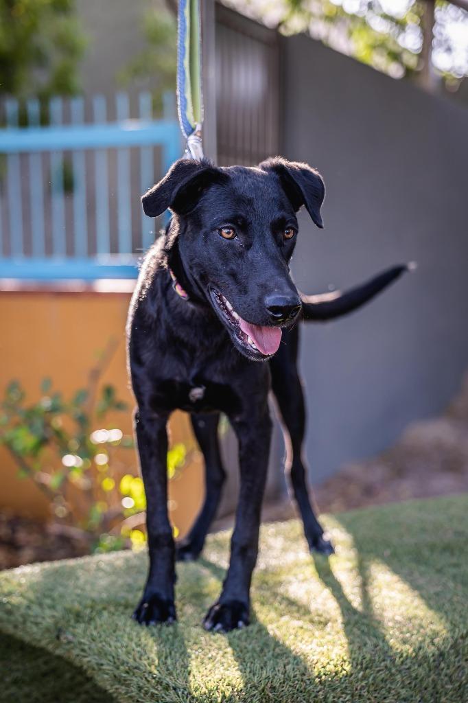 Bambina, Adoptable, Young Female Black Labrador Retriever.