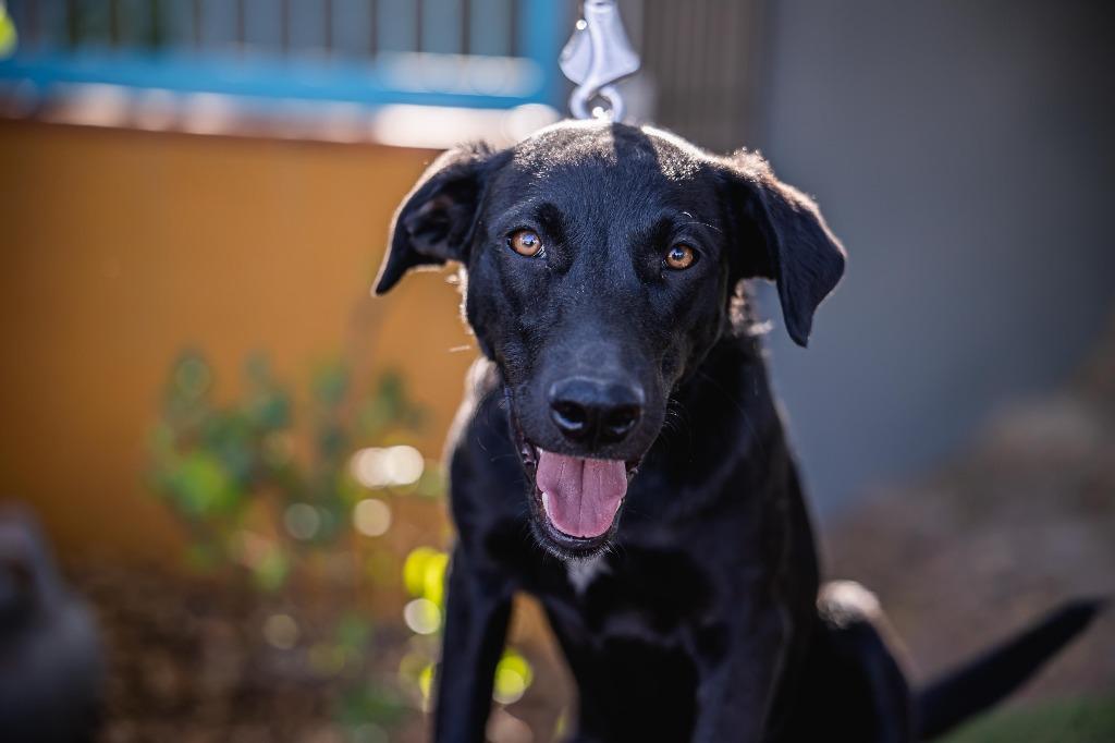 Enlarge Bambina, a Adoptable Black Labrador Retriever in Portland, OR image 2/6