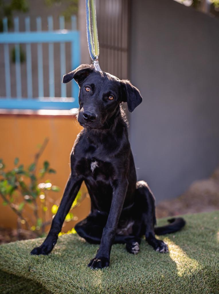 Enlarge Bambina, a Adoptable Black Labrador Retriever in Portland, OR image 3/6