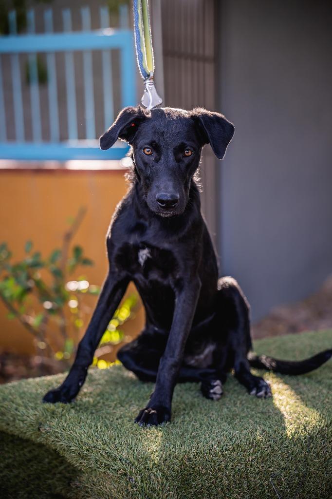 Enlarge Bambina, a Adoptable Black Labrador Retriever in Portland, OR image 4/6