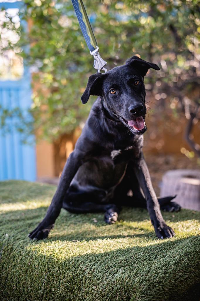 Enlarge Bambina, a Adoptable Black Labrador Retriever in Portland, OR image 5/6