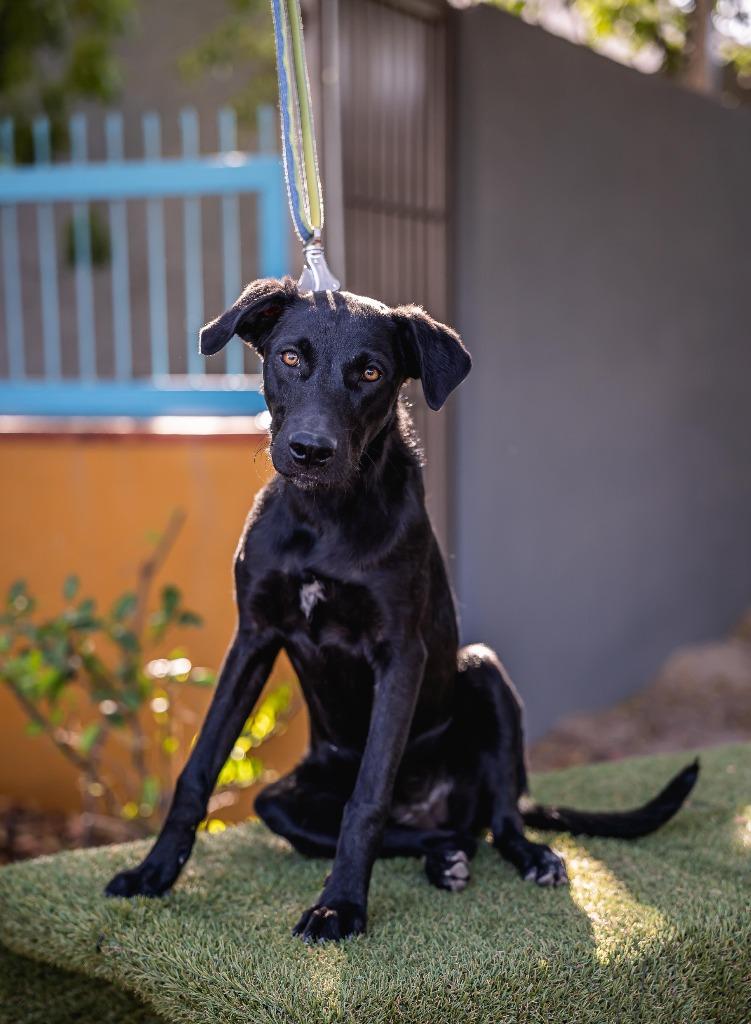 Enlarge Bambina, a Adoptable Black Labrador Retriever in Portland, OR image 6/6