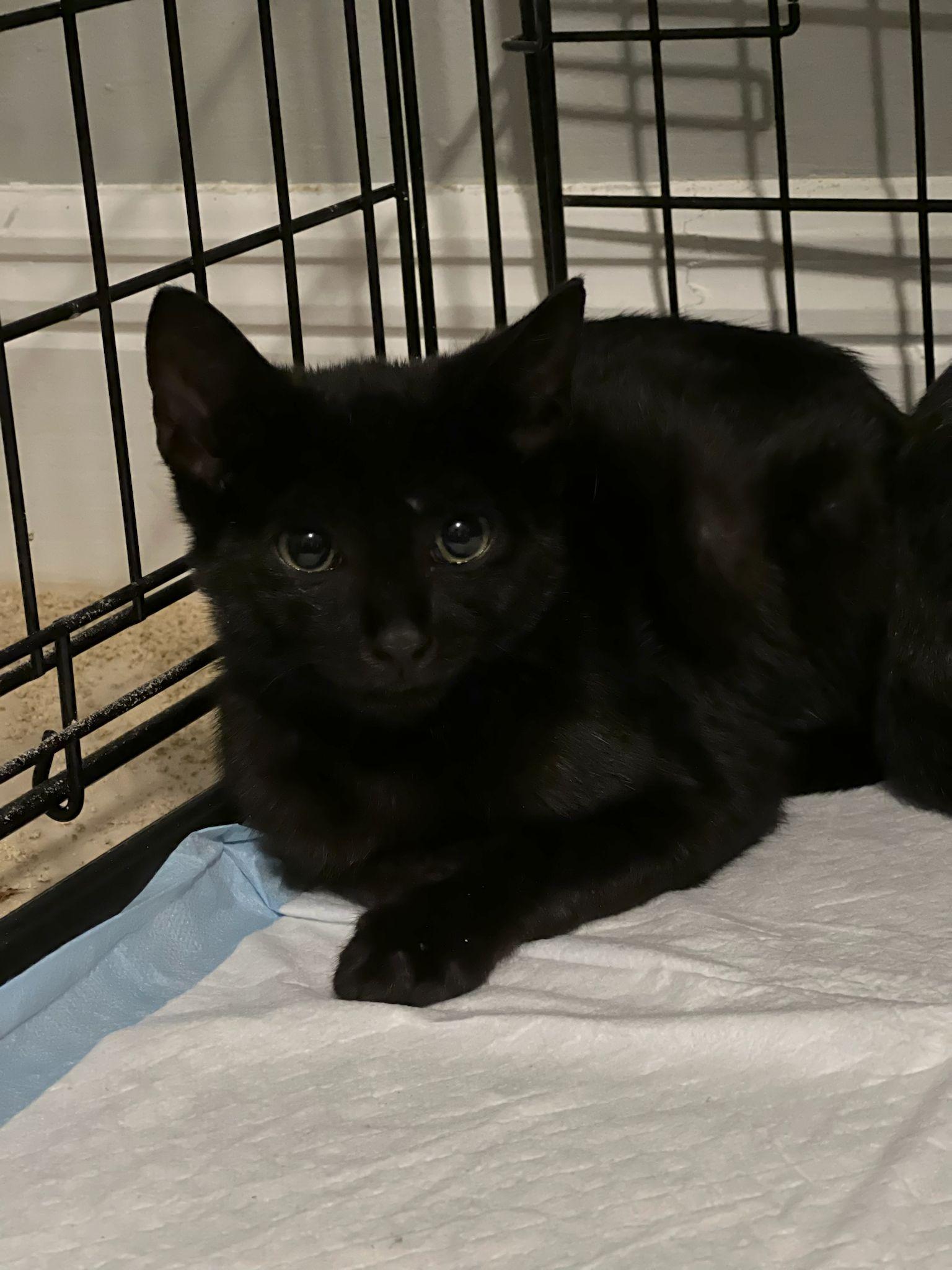 Spidey, Adoptable, Young Male Domestic Short Hair.