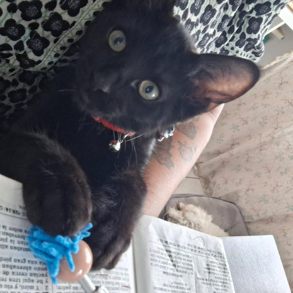 Tomas, Adoptable, Young Male Domestic Short Hair.