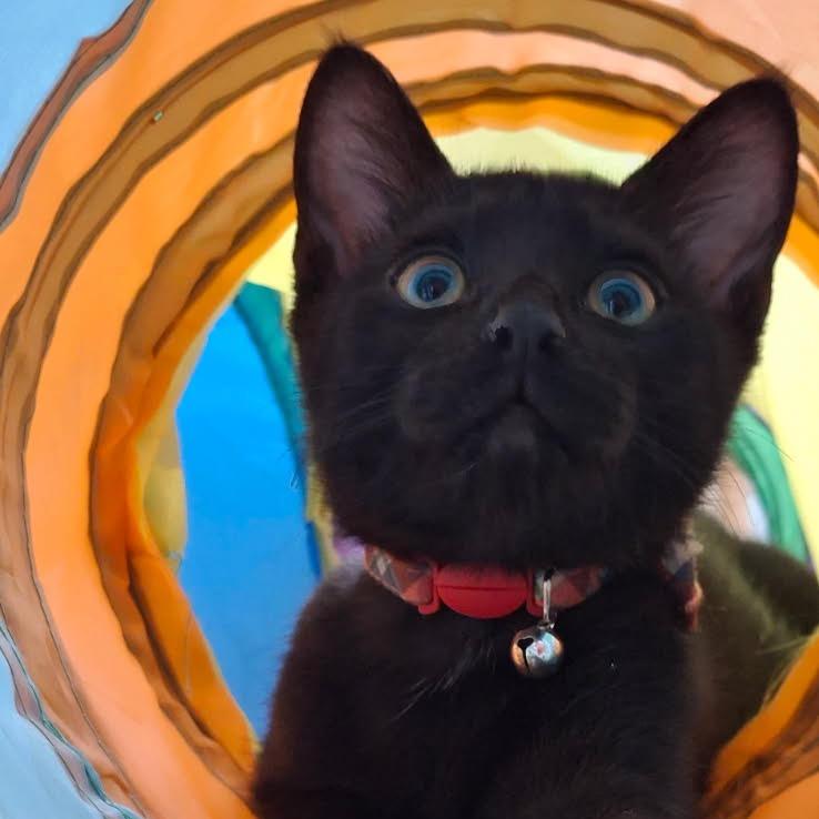 Tomas, a Adoptable Domestic Short Hair in Mission Hills, CA image 2/3