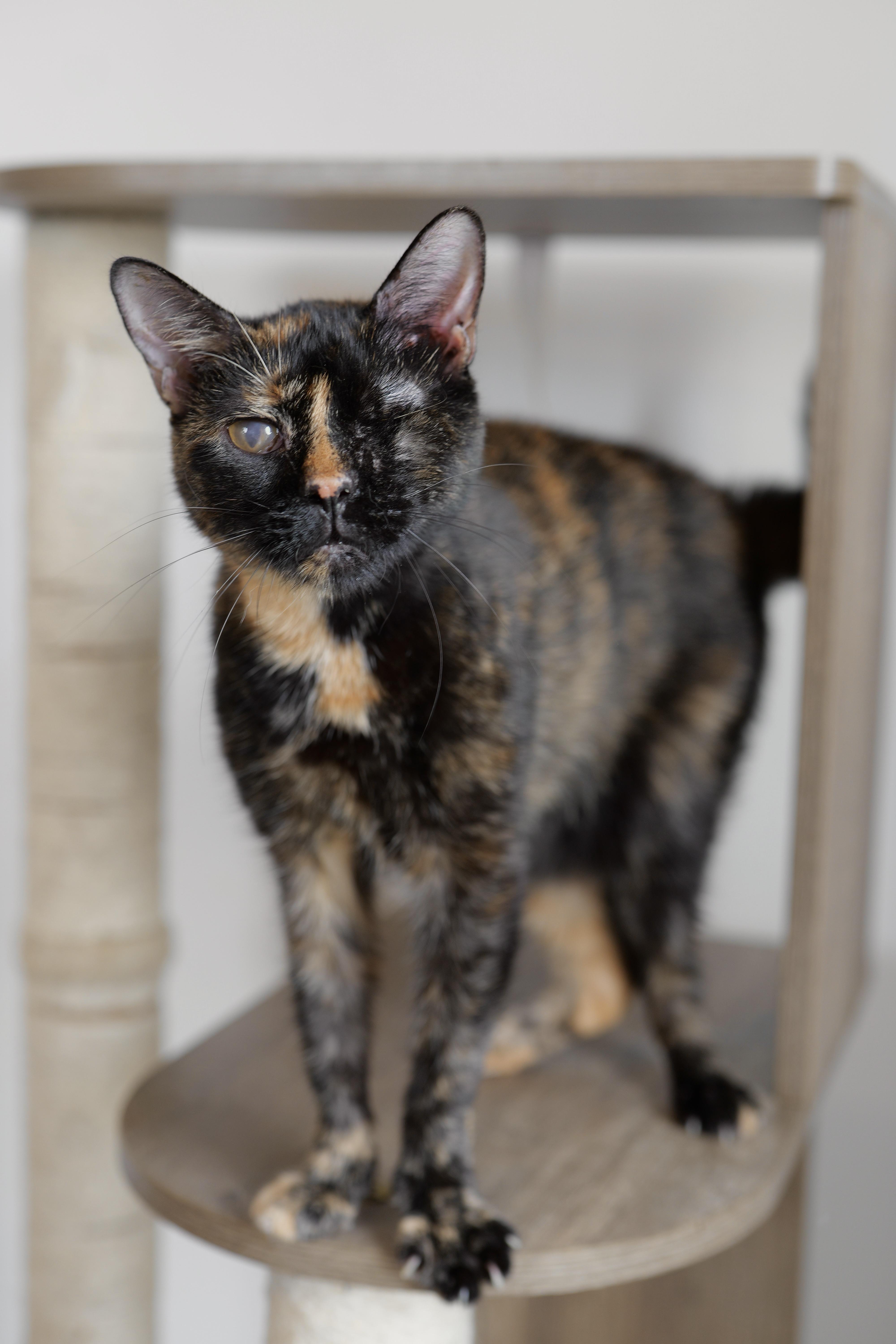TORI, a ADOPTABLE Tortoiseshell in New York, NY image 1/2