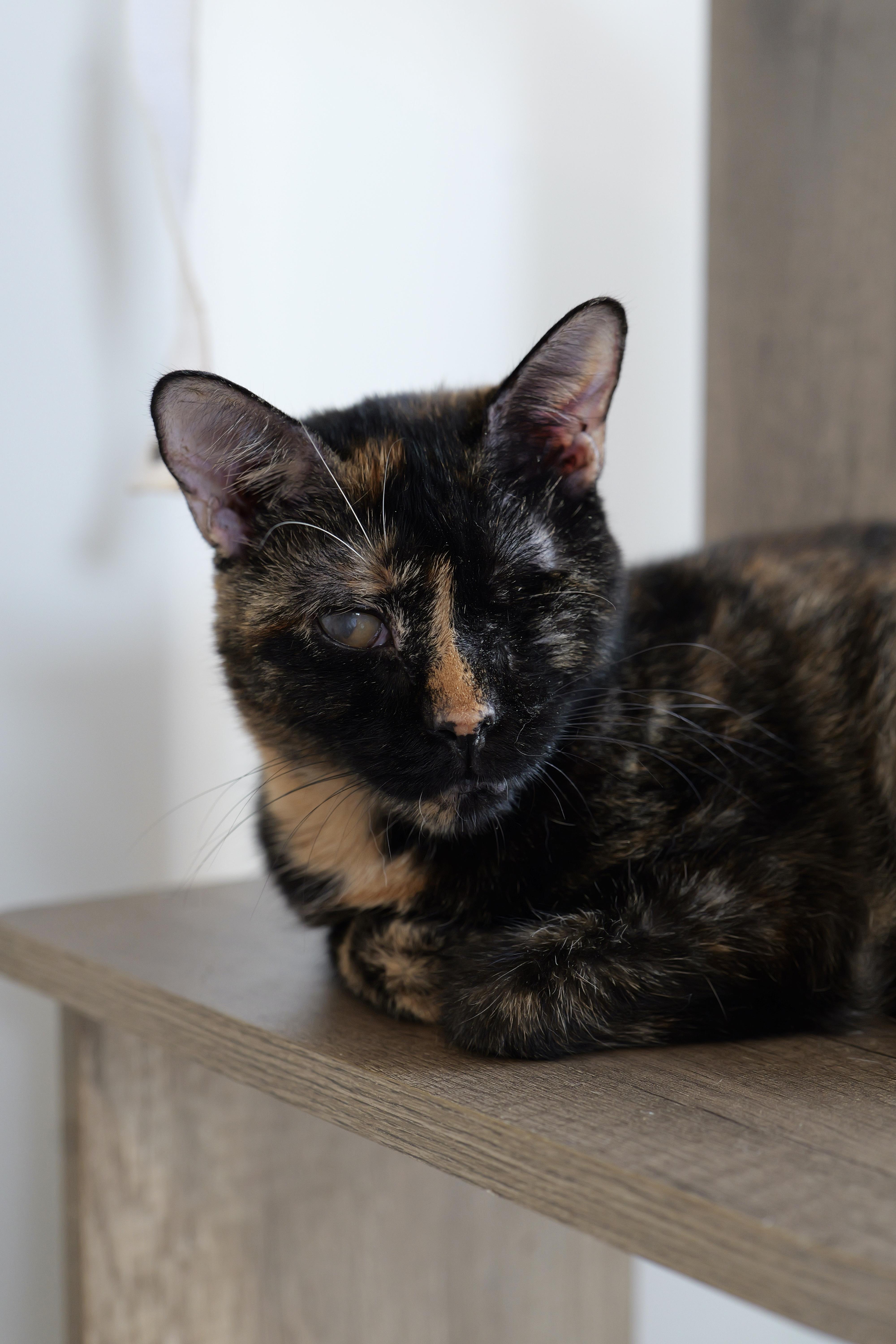 TORI, a ADOPTABLE Tortoiseshell in New York, NY image 2/2
