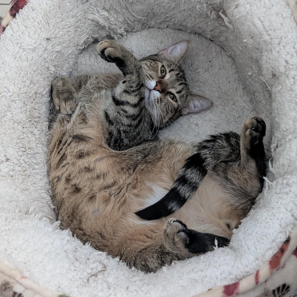 Enlarge Bowie, a Adoptable Domestic Short Hair in Latham, NY image 1/4