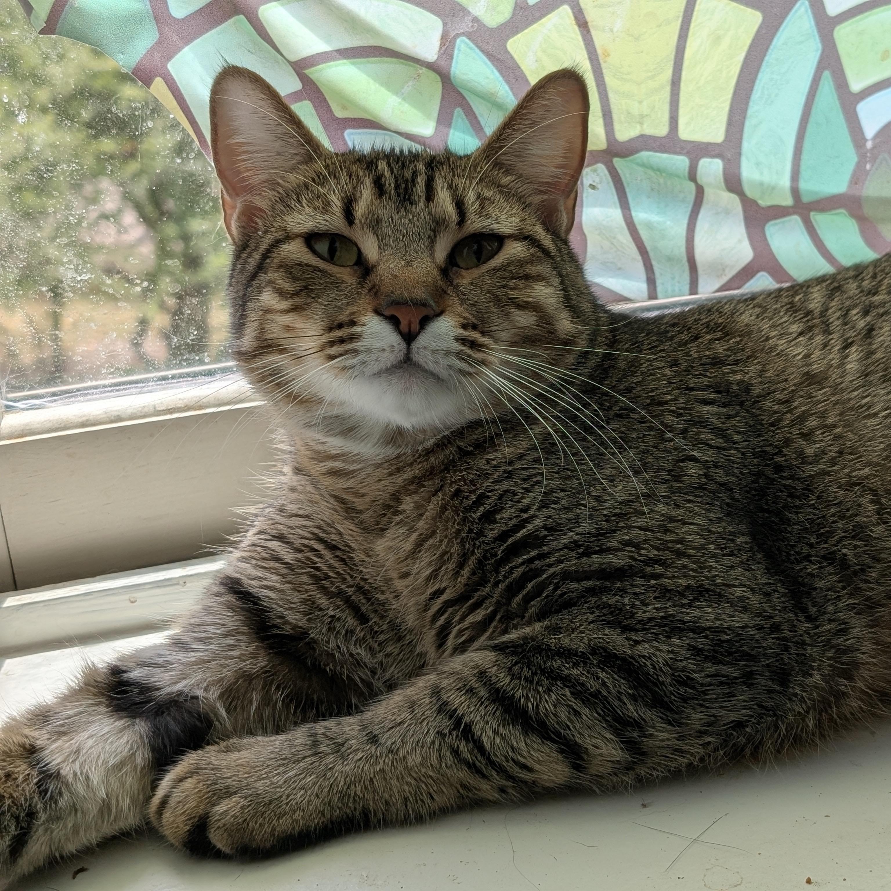 Enlarge Bowie, a Adoptable Domestic Short Hair in Latham, NY image 4/4