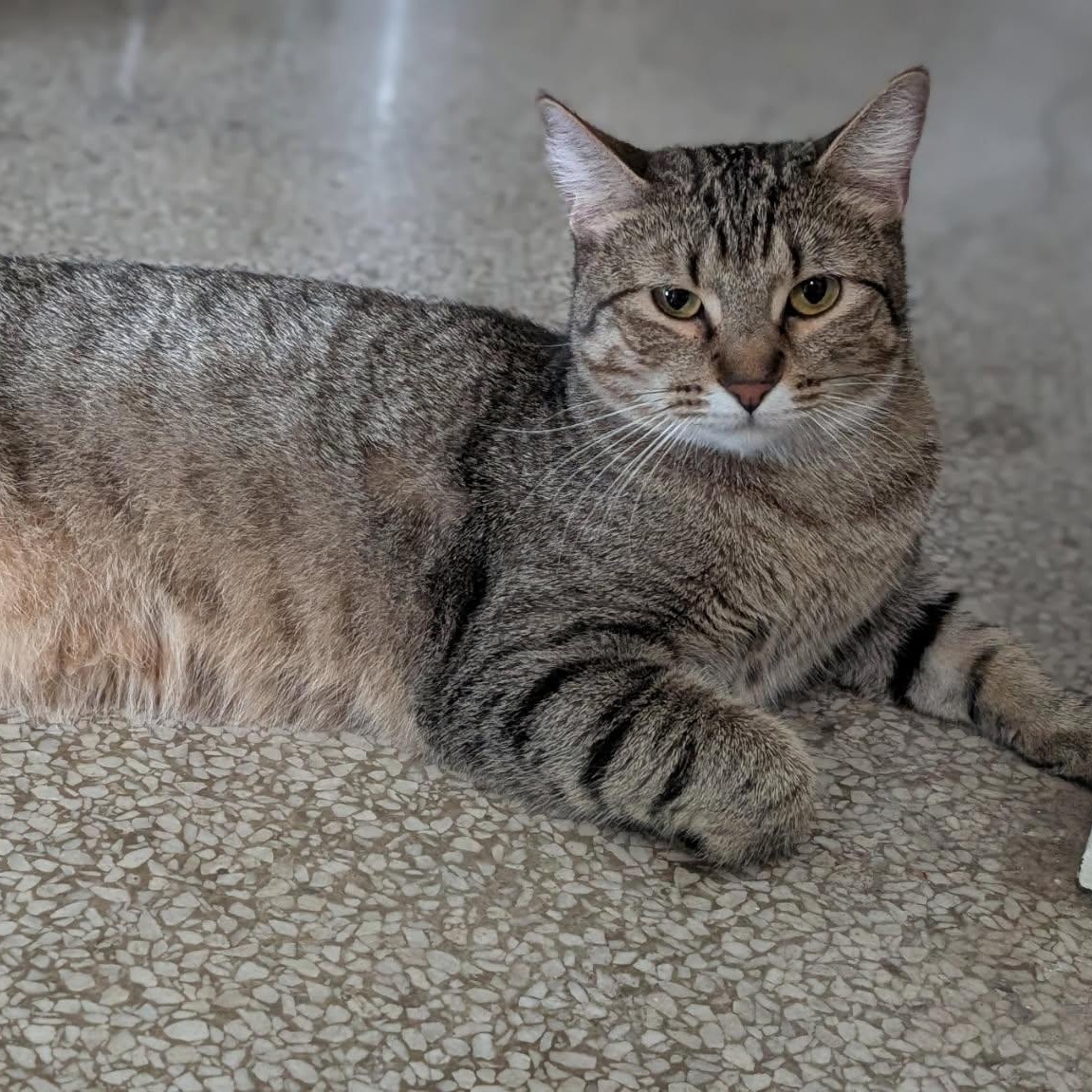 Enlarge Bowie, a Adoptable Domestic Short Hair in Latham, NY image 3/4