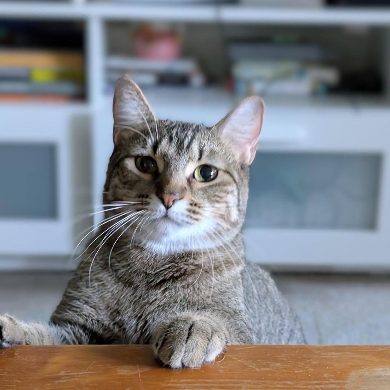 Enlarge Bowie, a Adoptable Domestic Short Hair in Latham, NY image 2/4