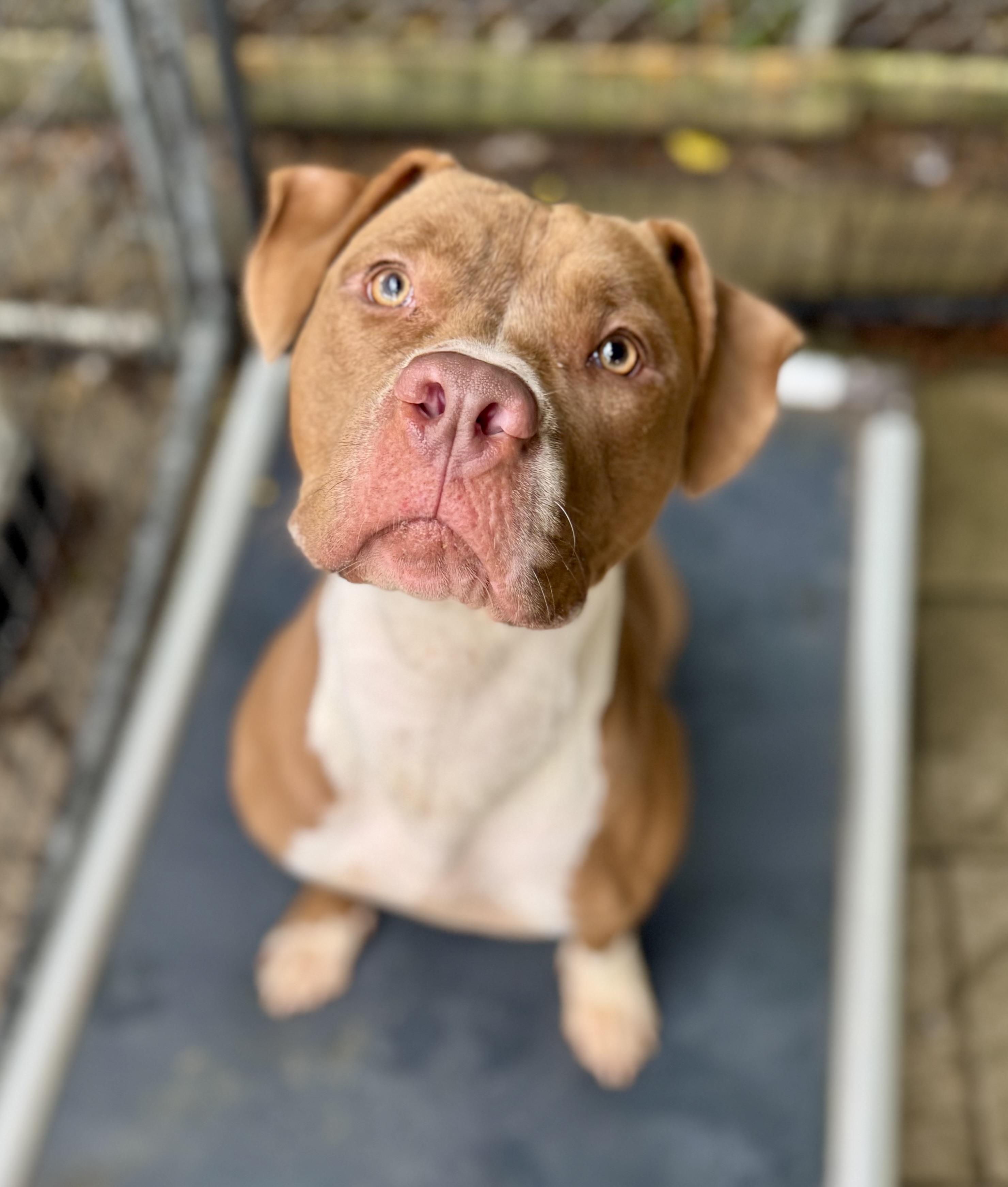 Winnie, Adoptable, Young Female Pit Bull Terrier.