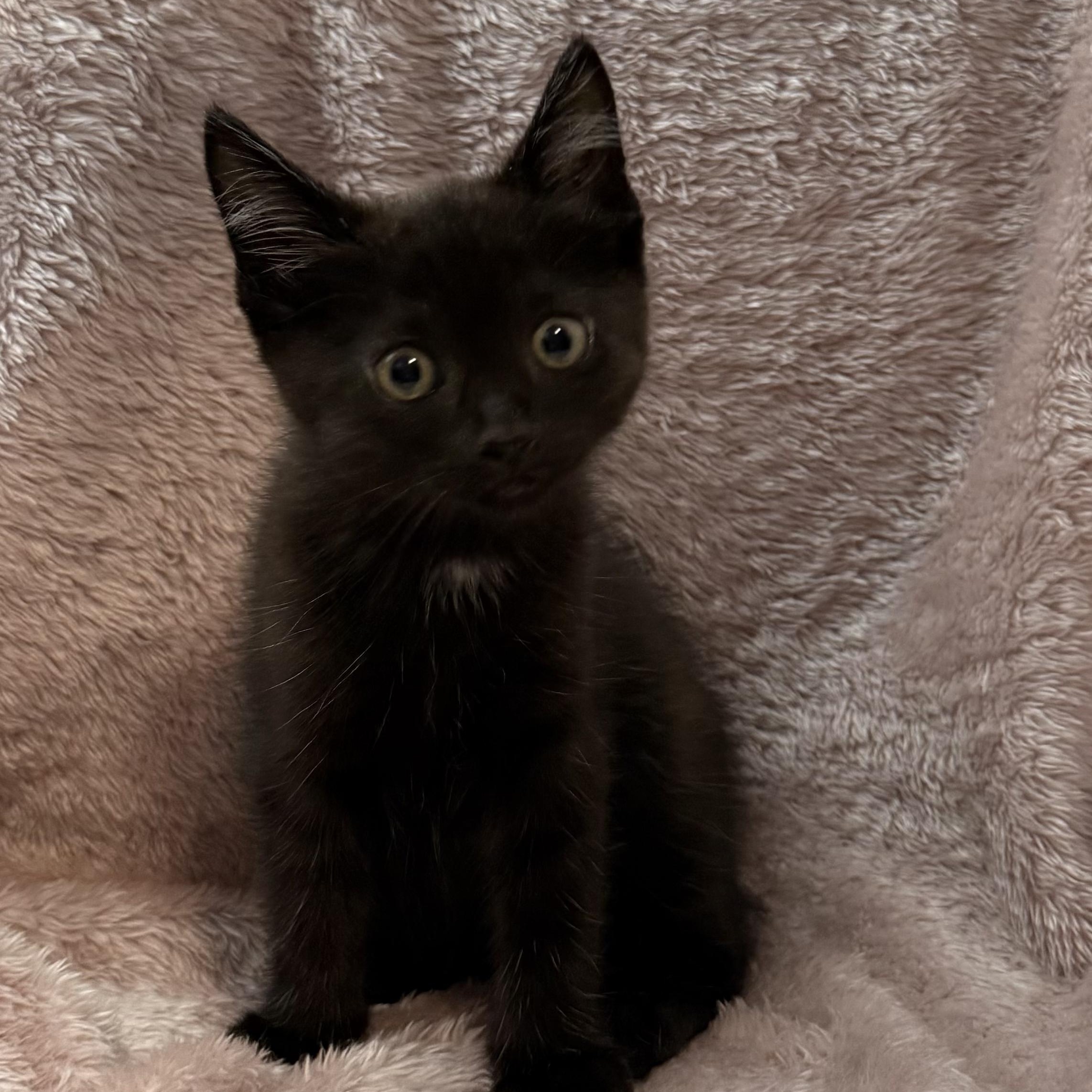 Enlarge Tanto -Preadoption ONLY, a Adoptable Domestic Short Hair in Chilliwack, BC image 1/1