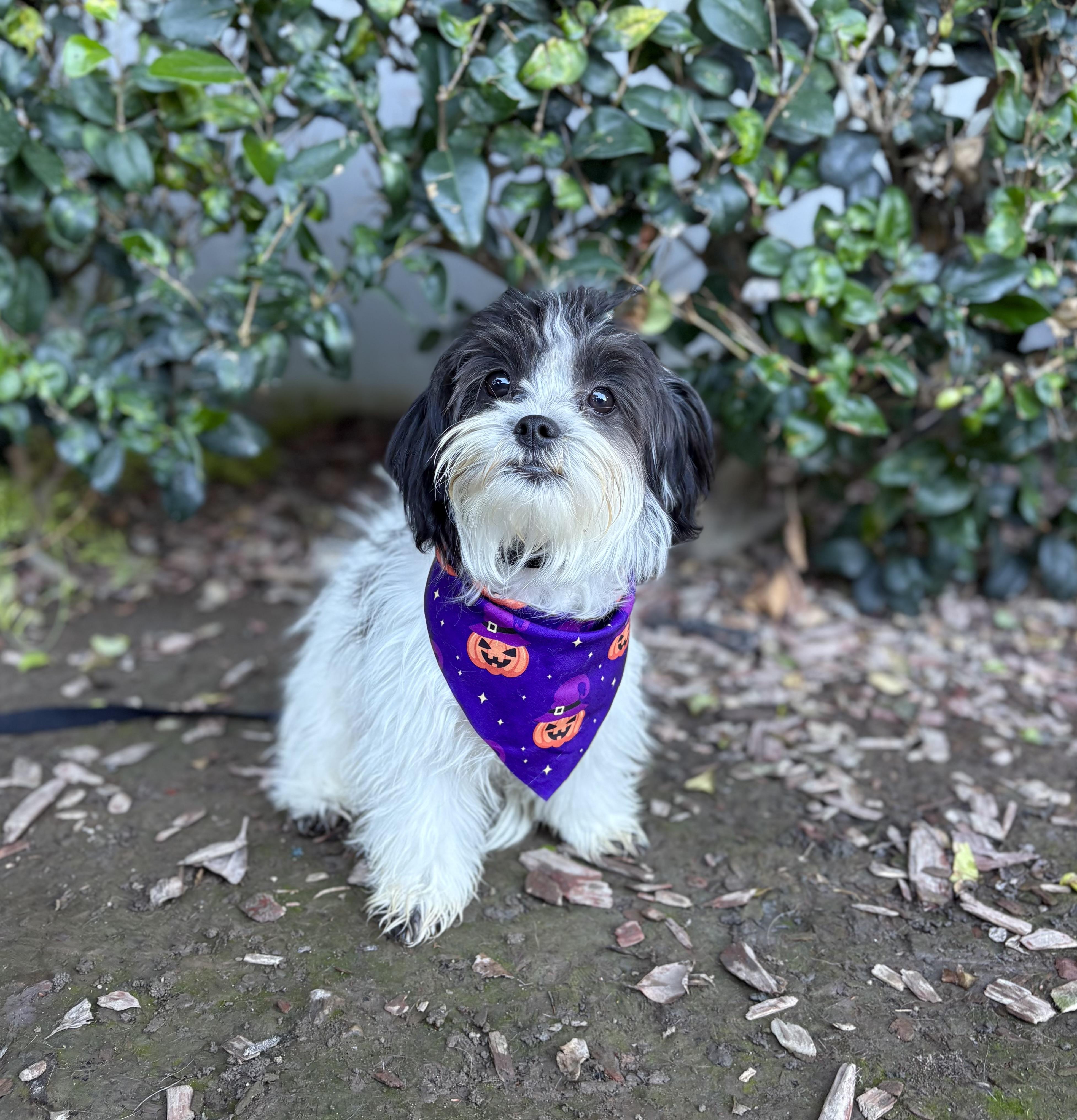 Tito, adoptable, Puppy Male Shih Tzu.