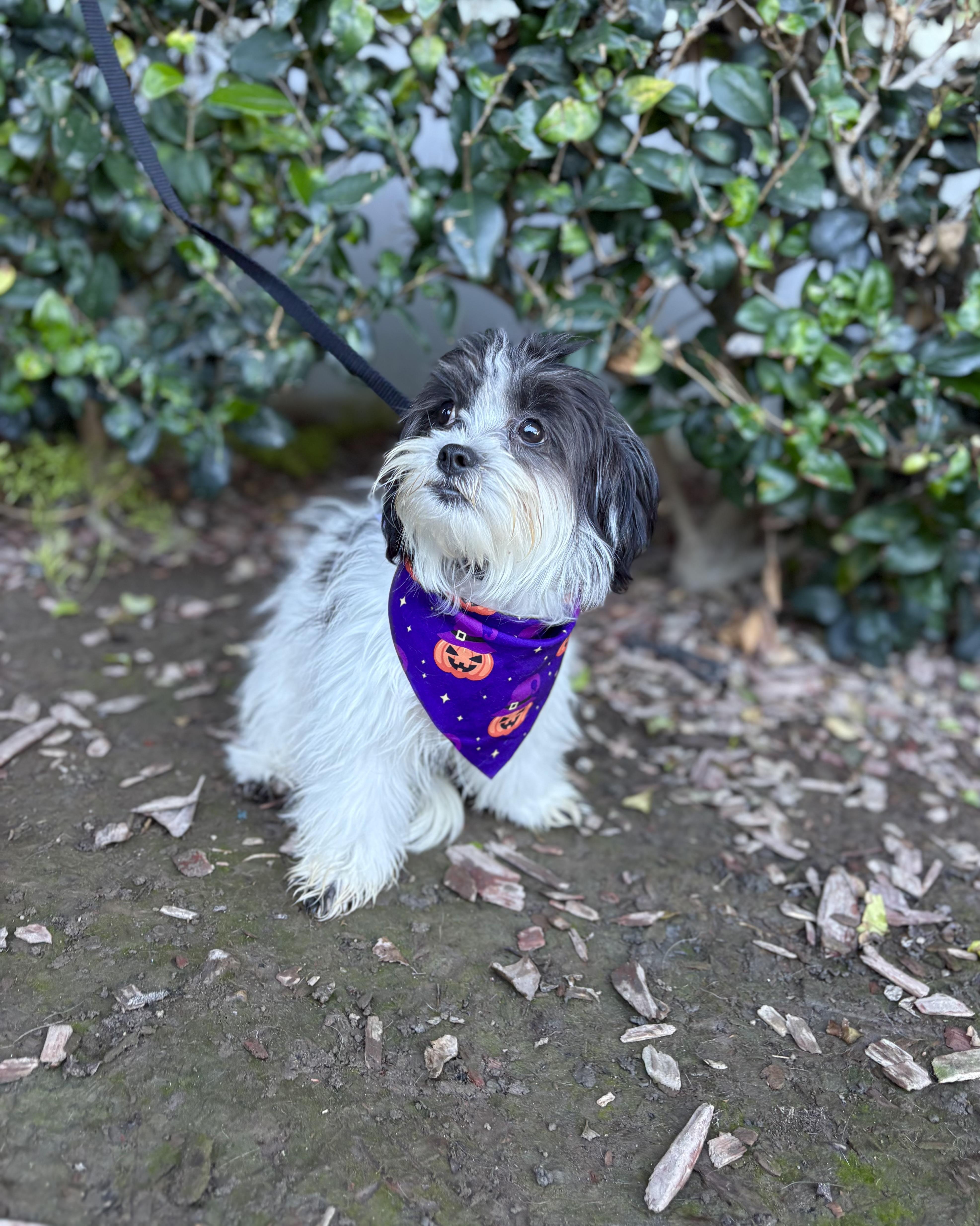 Enlarge Tito, an adoptable mixed breed in South El Monte, CA image 2/6