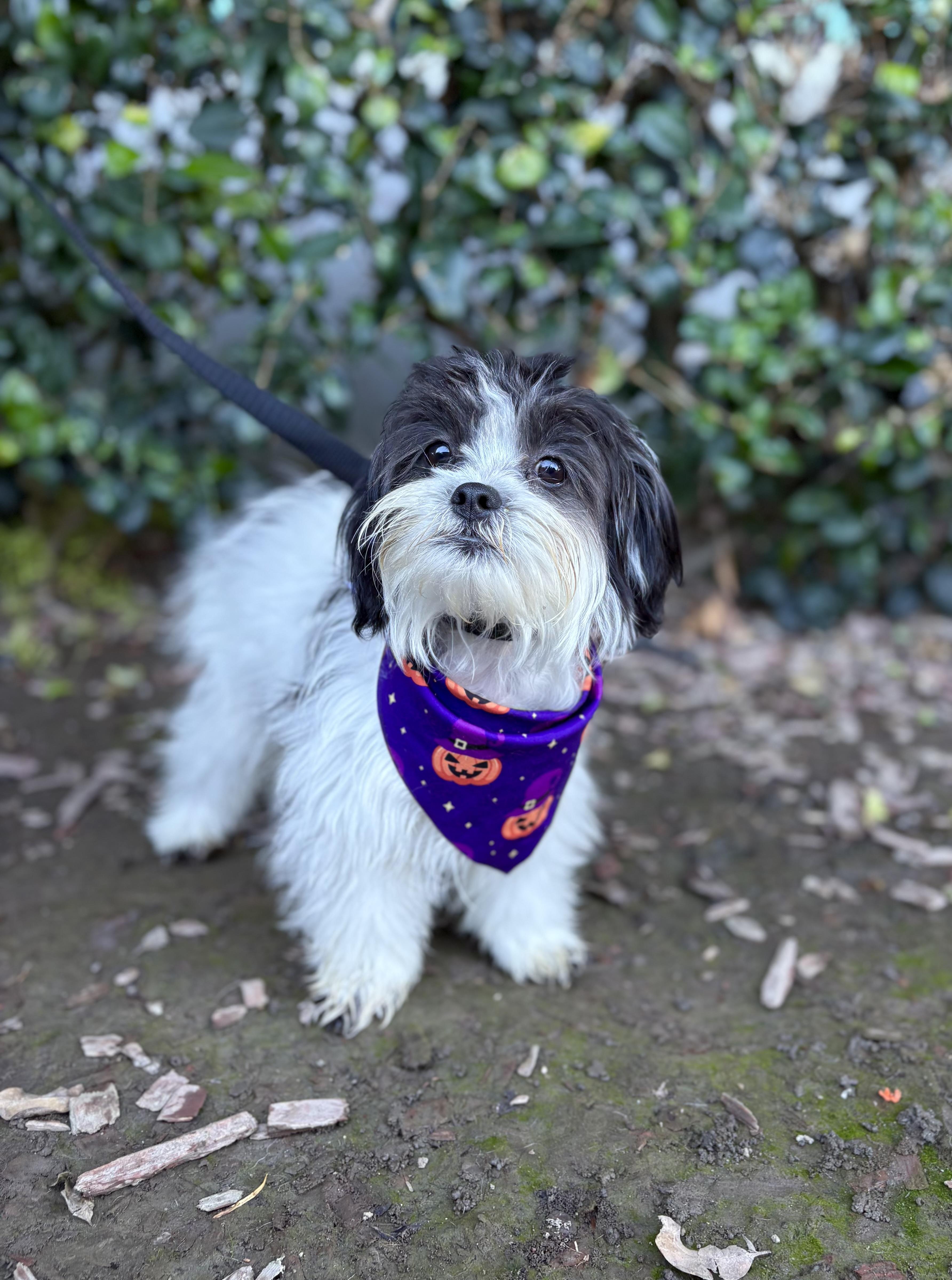 Enlarge Tito, an adoptable mixed breed in South El Monte, CA image 4/6