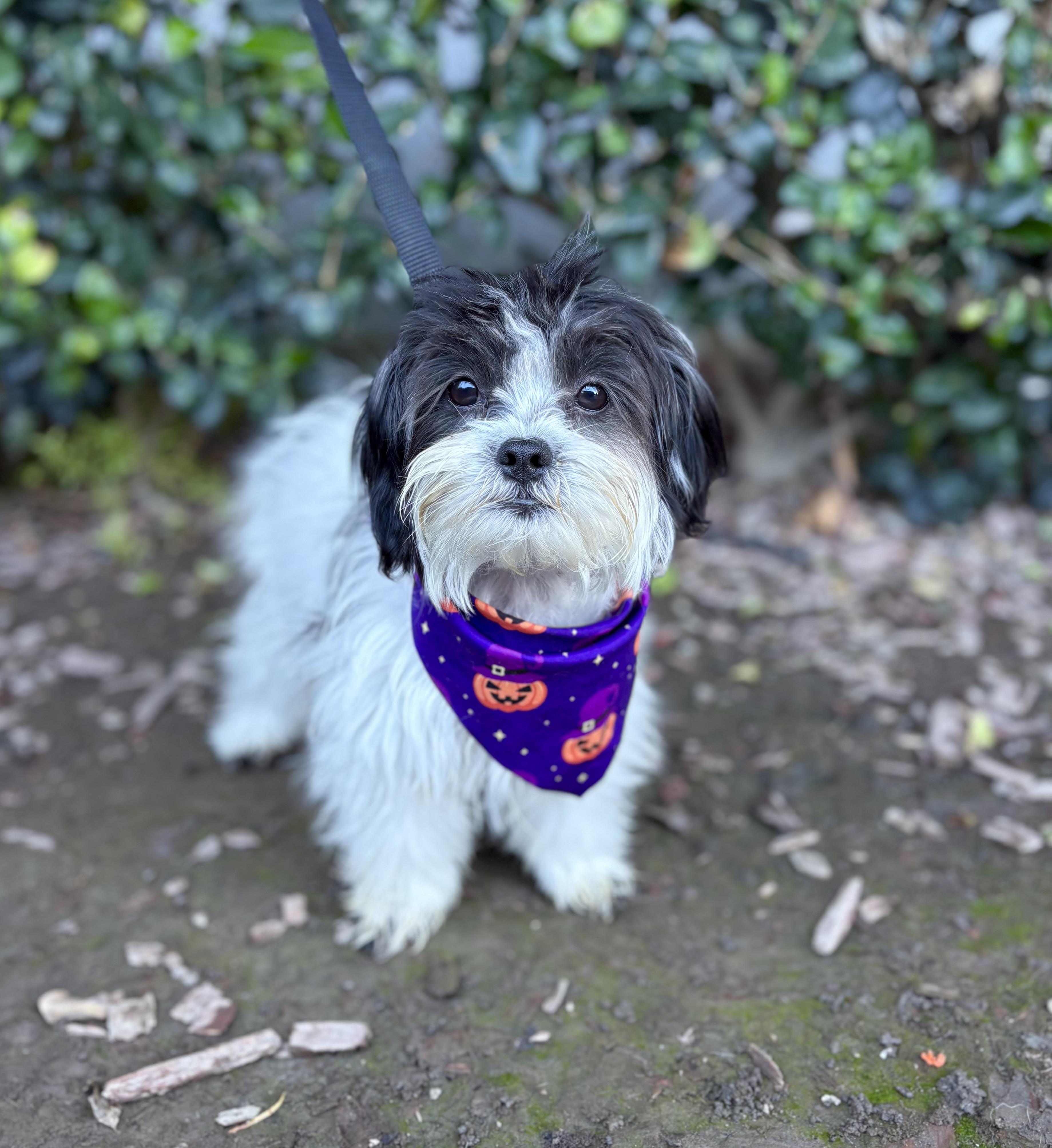 Enlarge Tito, an adoptable mixed breed in South El Monte, CA image 5/6