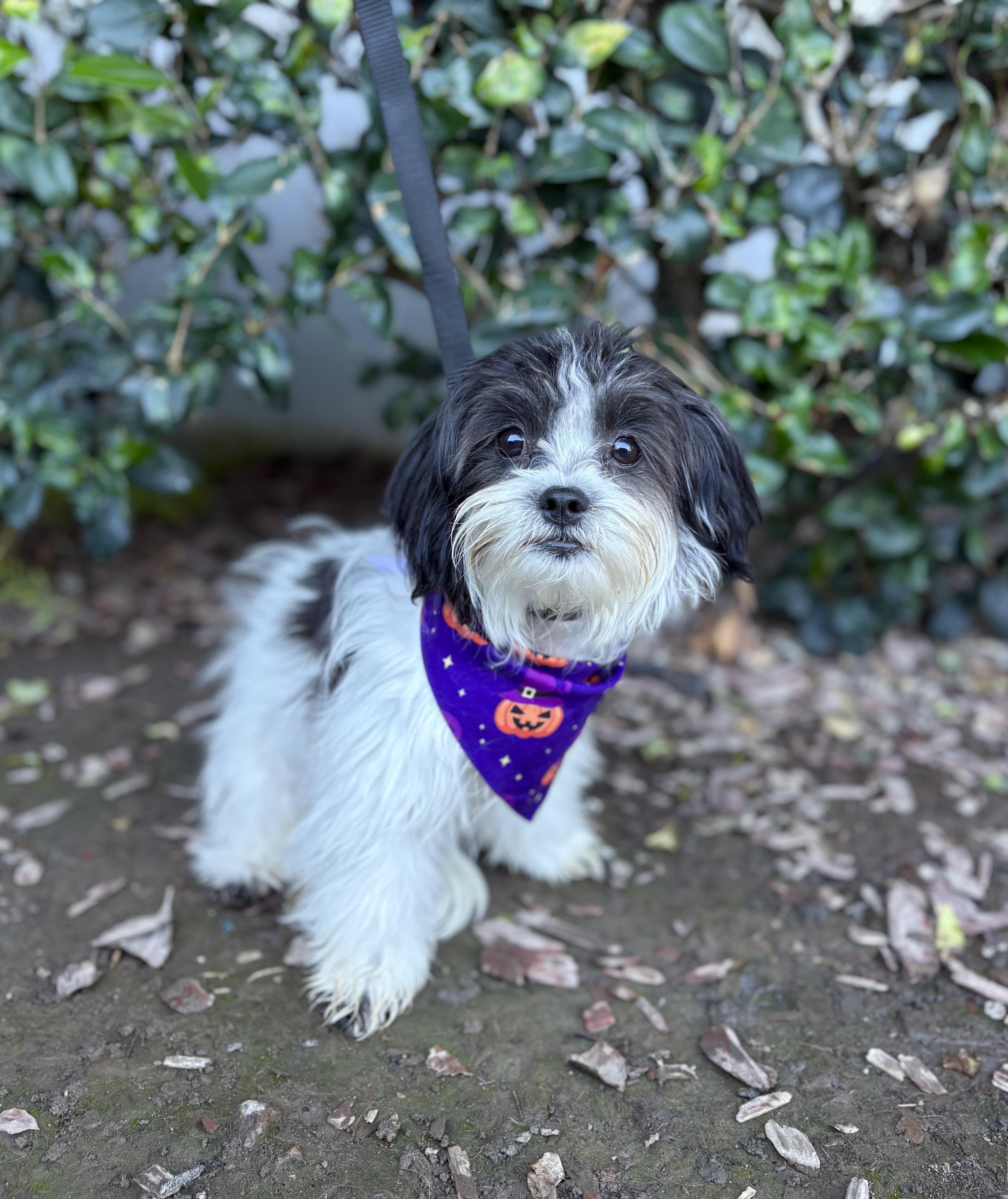 Enlarge Tito, an adoptable mixed breed in South El Monte, CA image 6/6