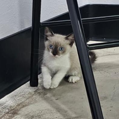 Simon, Adoptable, Kitten Male Siamese.