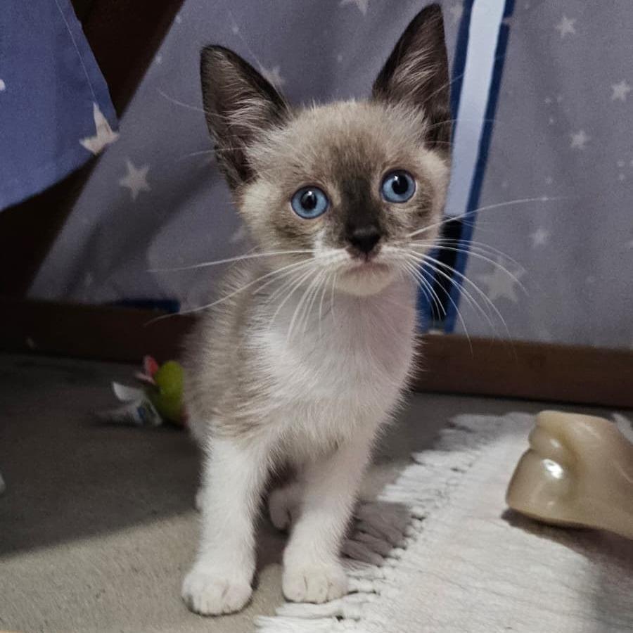 Enlarge Simon, a Adoptable Siamese in Harlingen, TX image 2/3