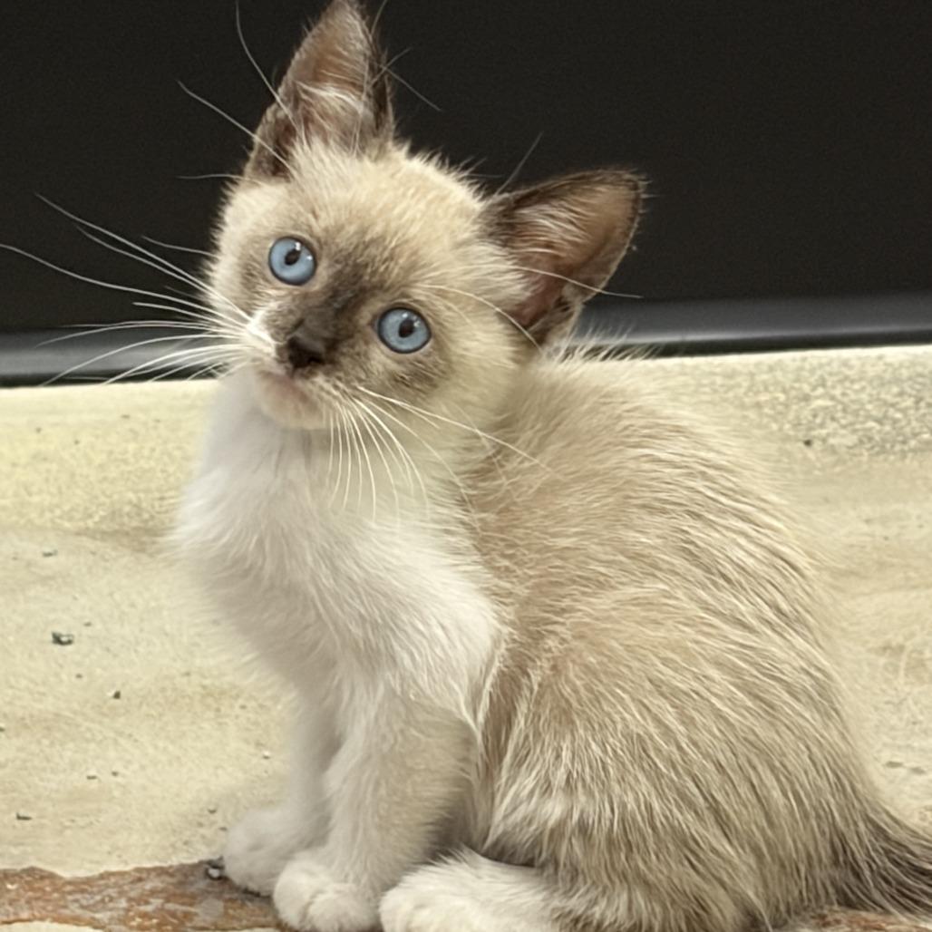 Enlarge Simon, a Adoptable Siamese in Harlingen, TX image 3/3