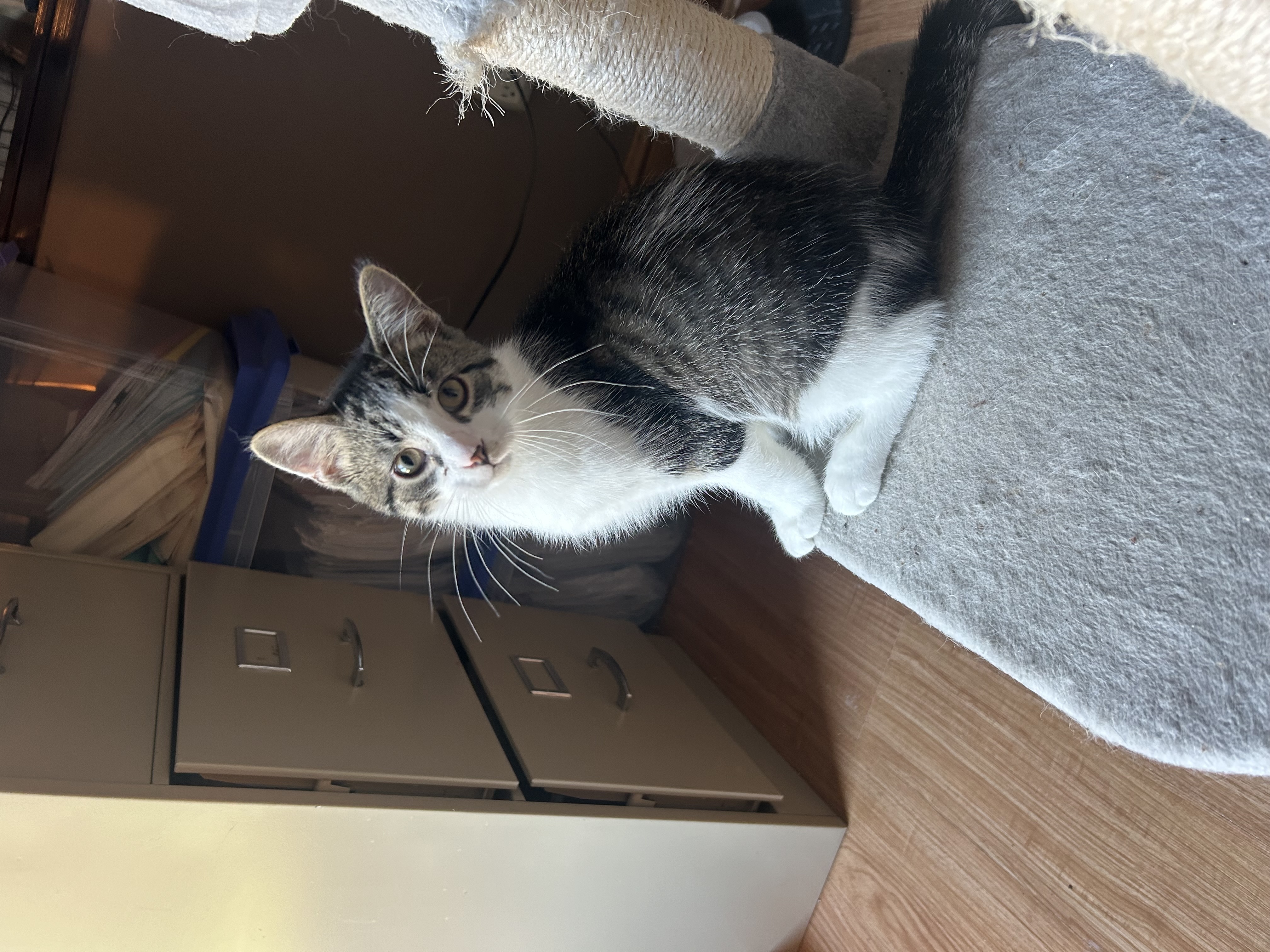 Domino (+Delaney), Baby Male Tabby