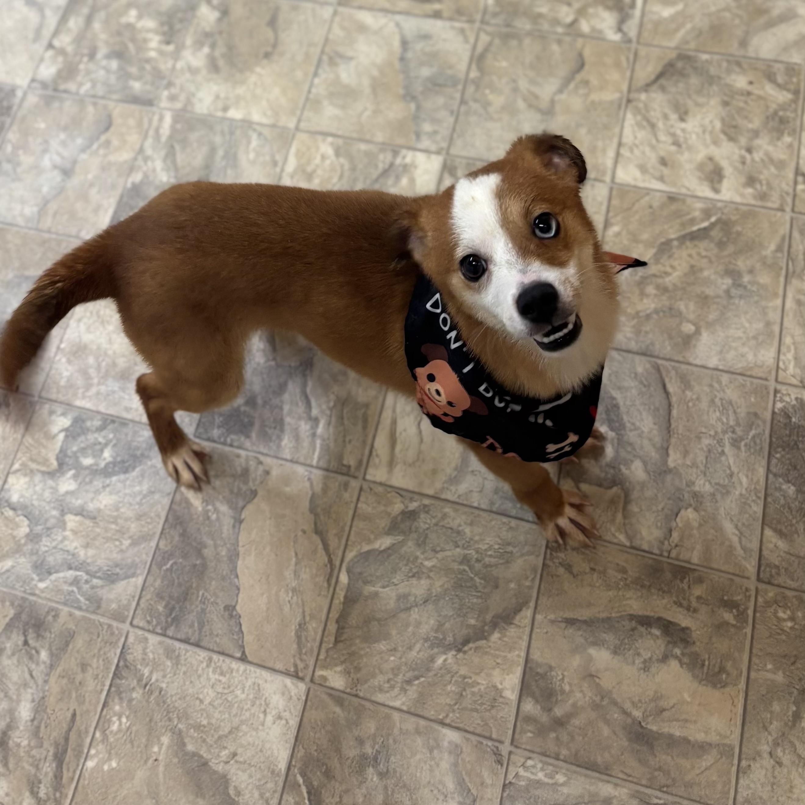 Enlarge Gingy, an adopted Australian Shepherd in Pilot Point, TX image 2/3