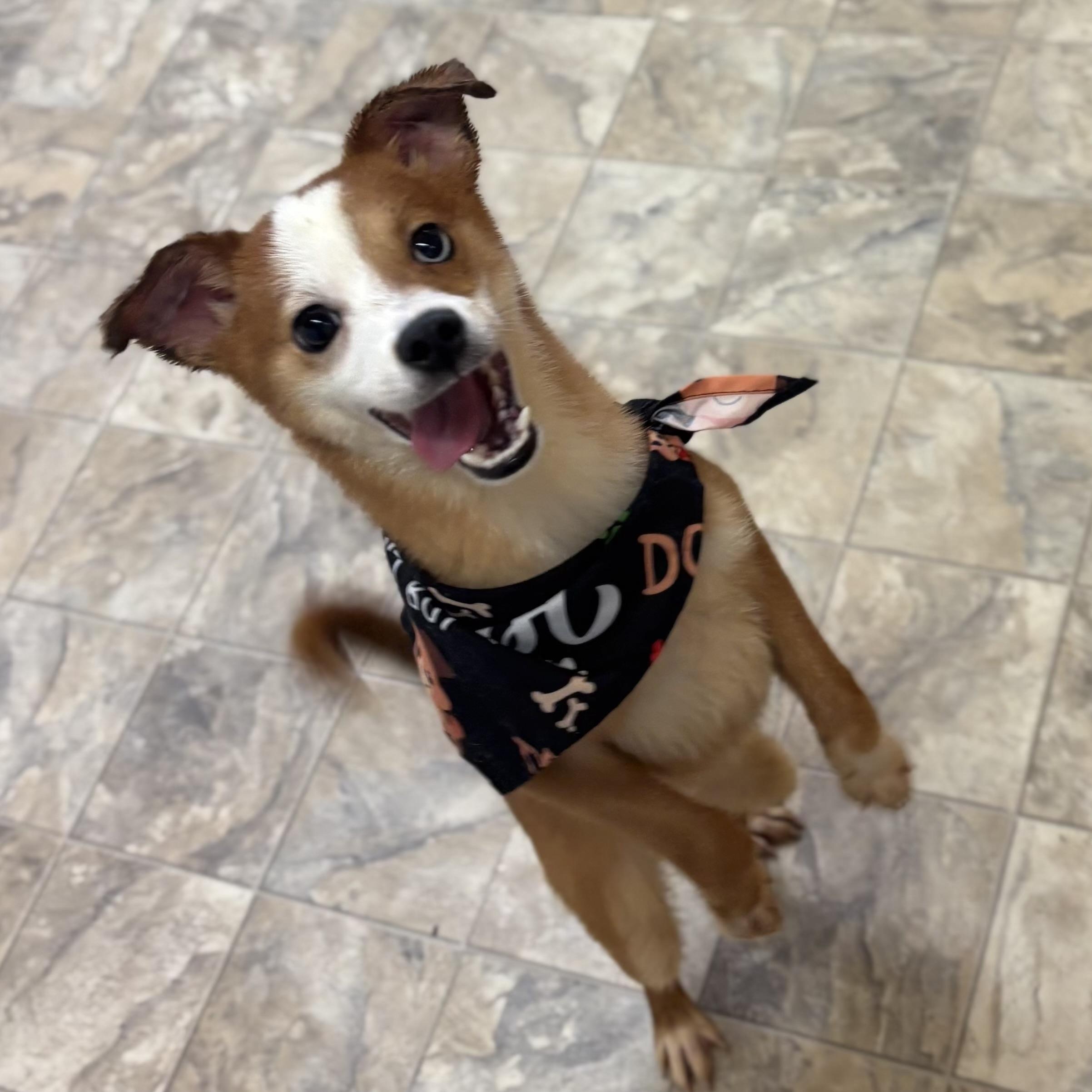 Enlarge Gingy, an adopted Australian Shepherd in Pilot Point, TX image 1/3