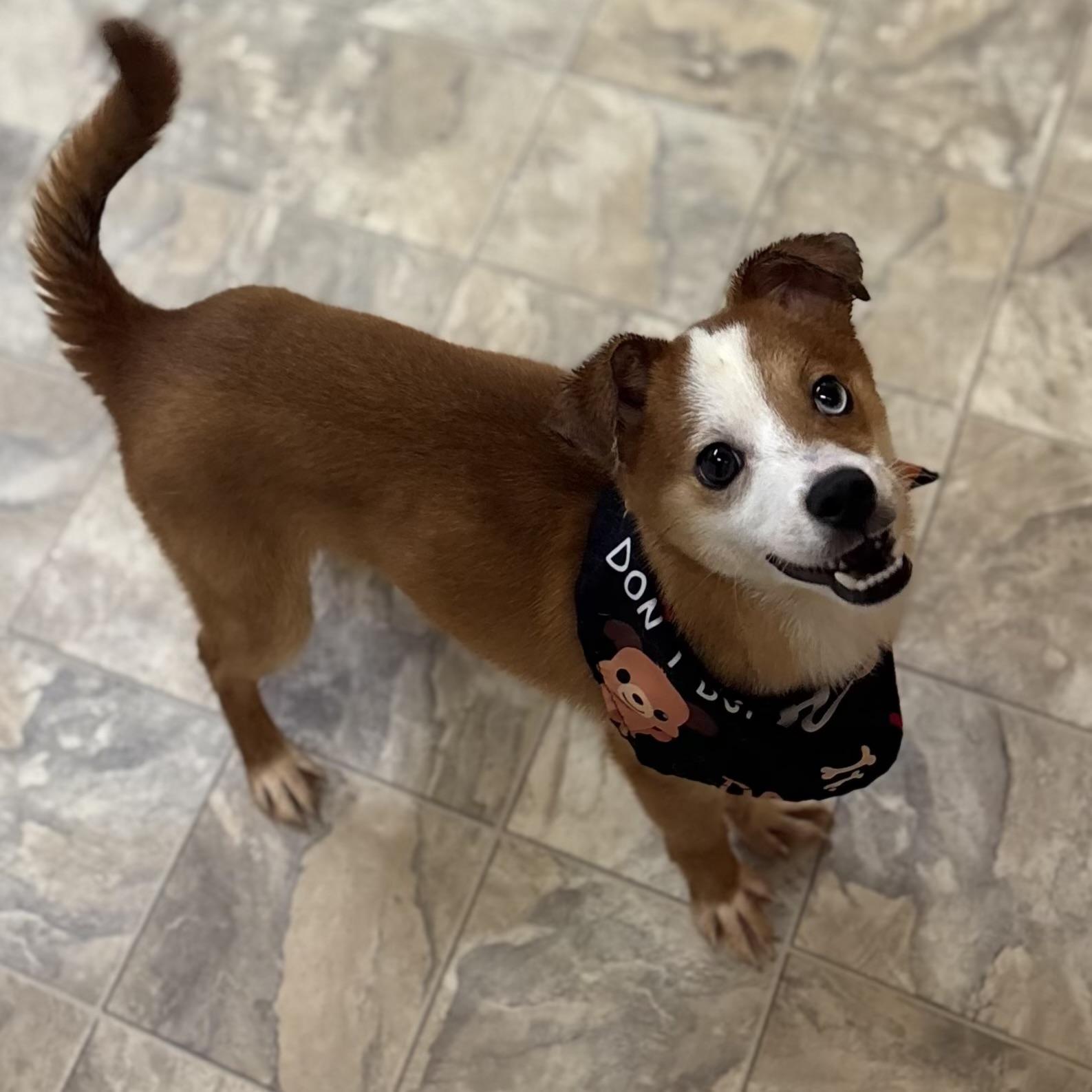 Enlarge Gingy, an adopted Australian Shepherd in Pilot Point, TX image 3/3