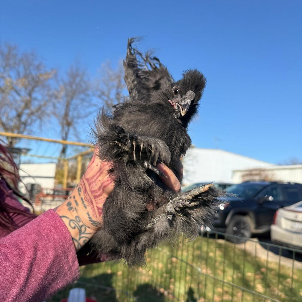 Enlarge Charles, a Adoptable Chicken in Madison, WI image 1/1