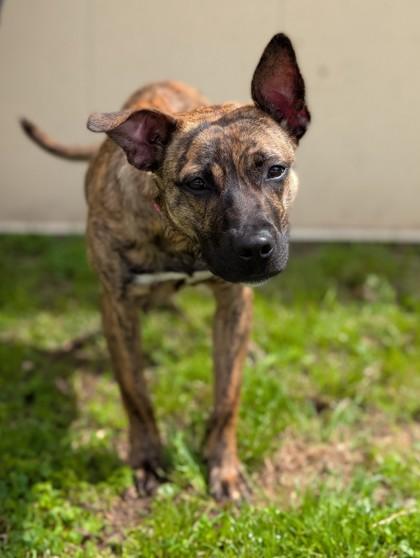 Fleur, Adoptable, Adult Female Terrier & Mixed Breed.