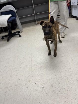 Fleur, a Adoptable mixed breed in Gulfport, MS image 2/2