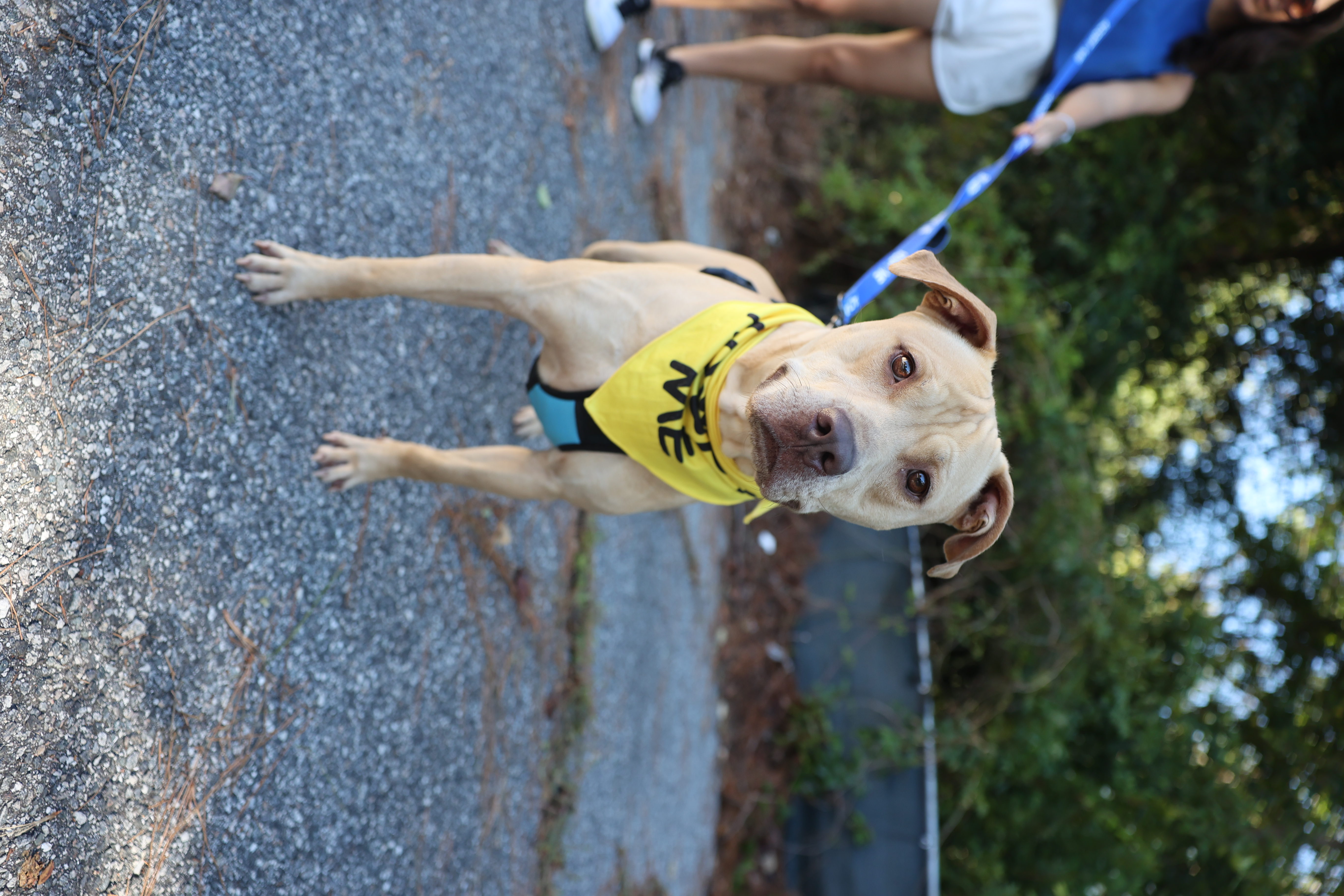 Dog for adoption Clay, a Pit Bull Terrier & Labrador Retriever Mix in
