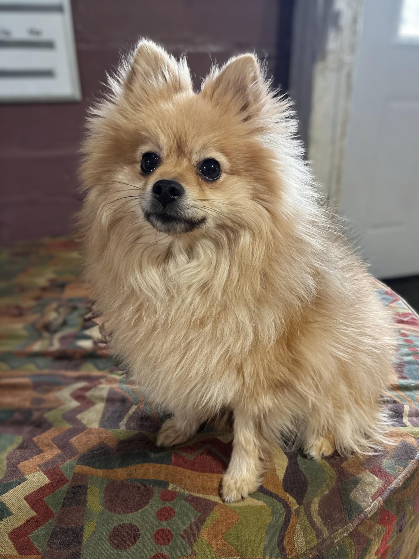 Enlarge Jerry, a ADOPTABLE Pomeranian in Rochester, MN image 1/1