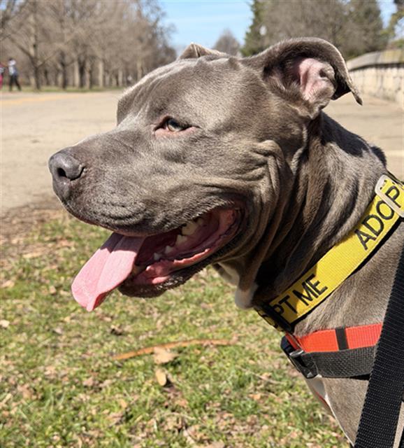 CONNER, Adoptable, Adult Male American Staffordshire Terrier & Mixed Breed.