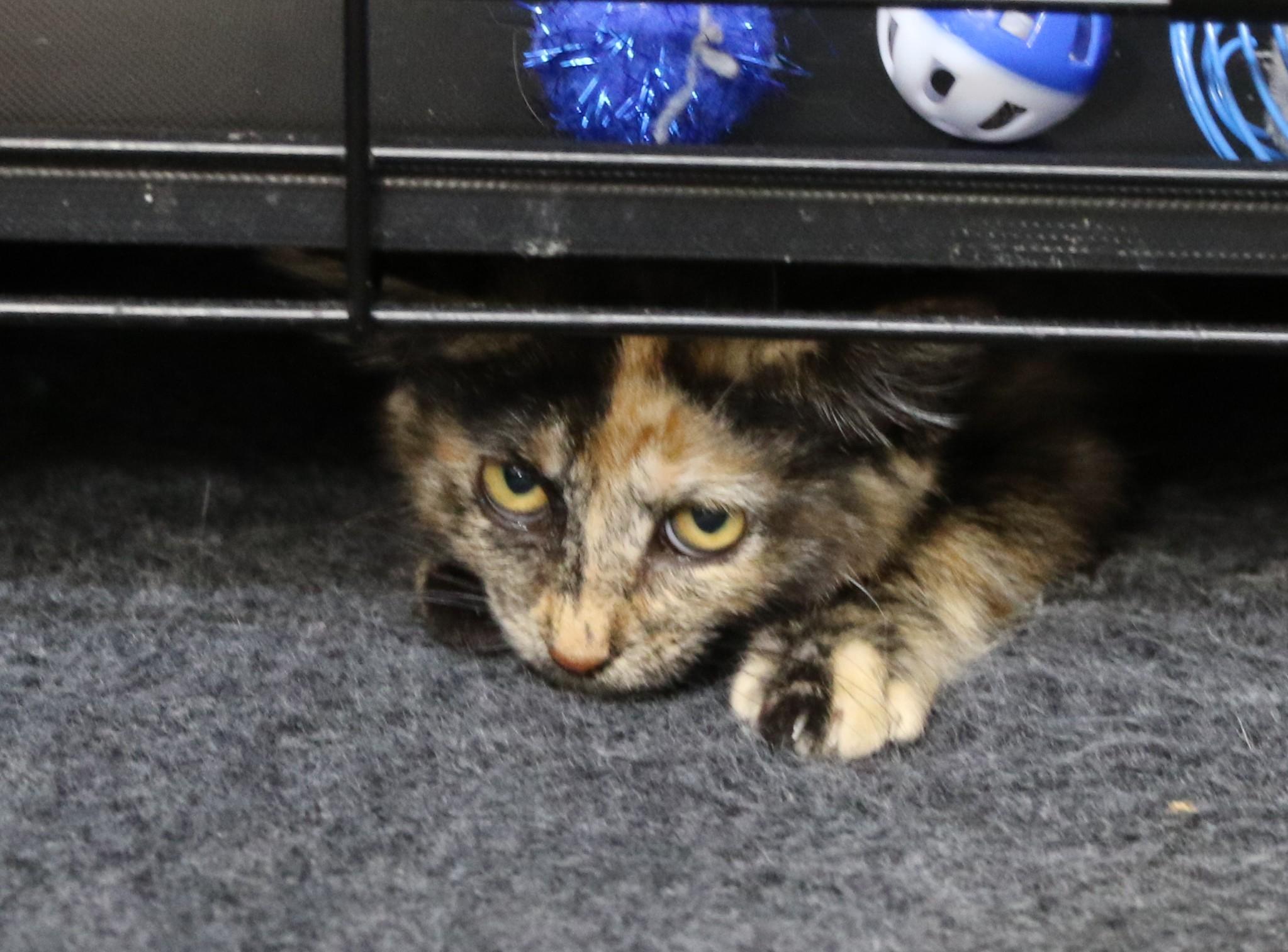 Doc, Adoptable, Kitten Female Calico.