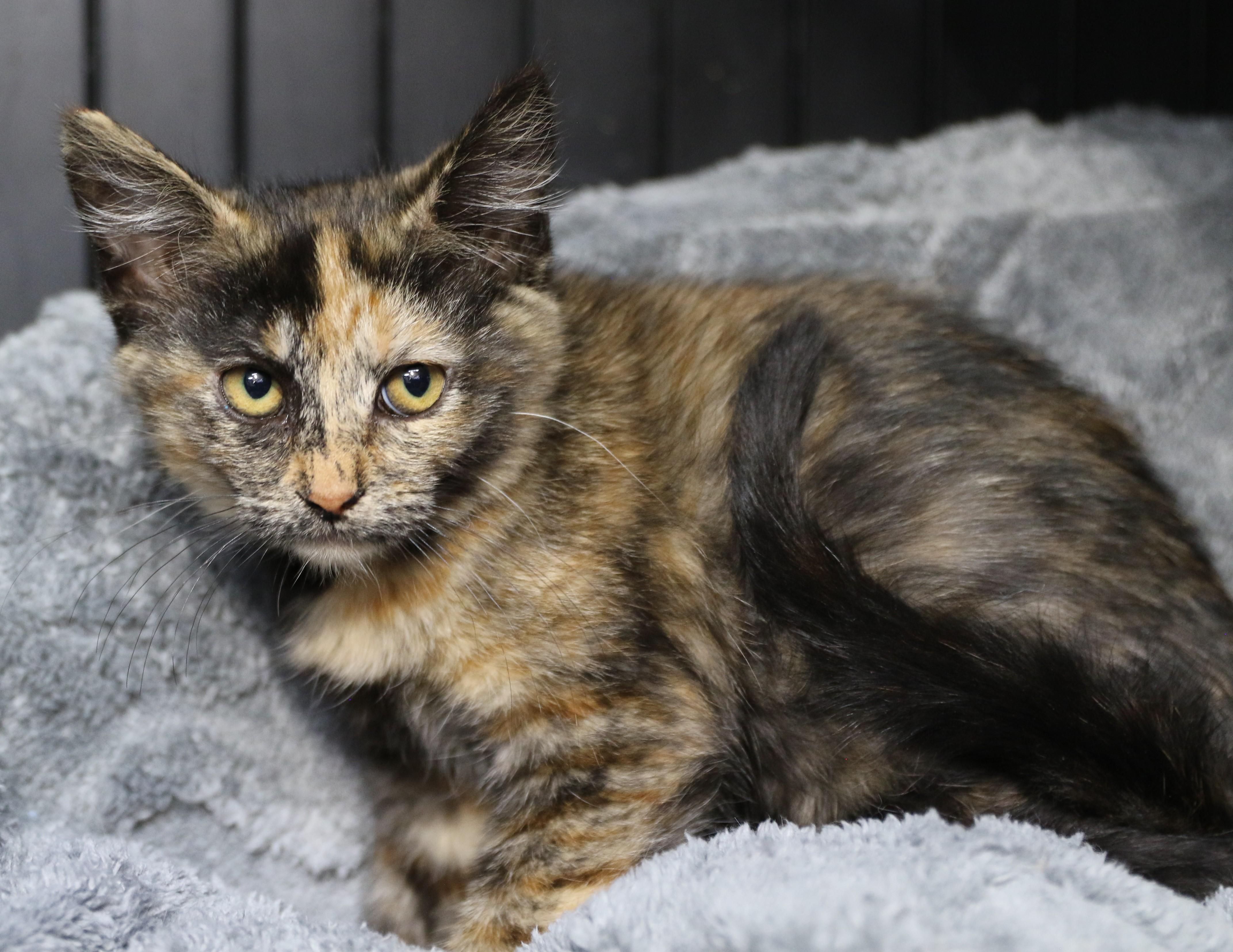 Doc, an adoptable Calico in Cut Bank, MT, 59427 | Photo Image 2