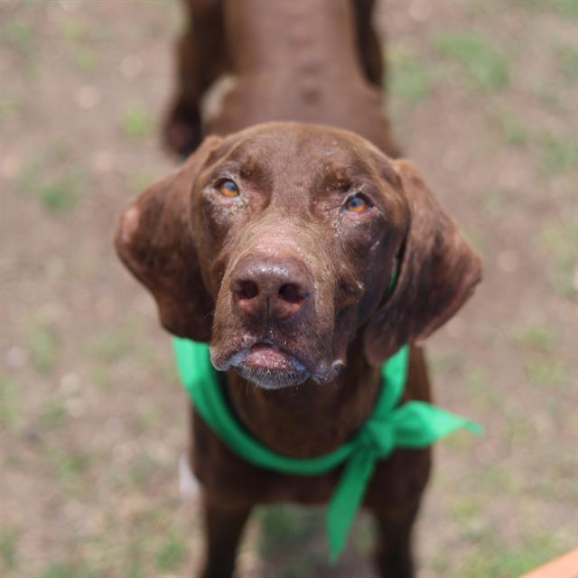 Enlarge LARRY, a Adoptable mixed breed in San Antonio, TX image 1/1