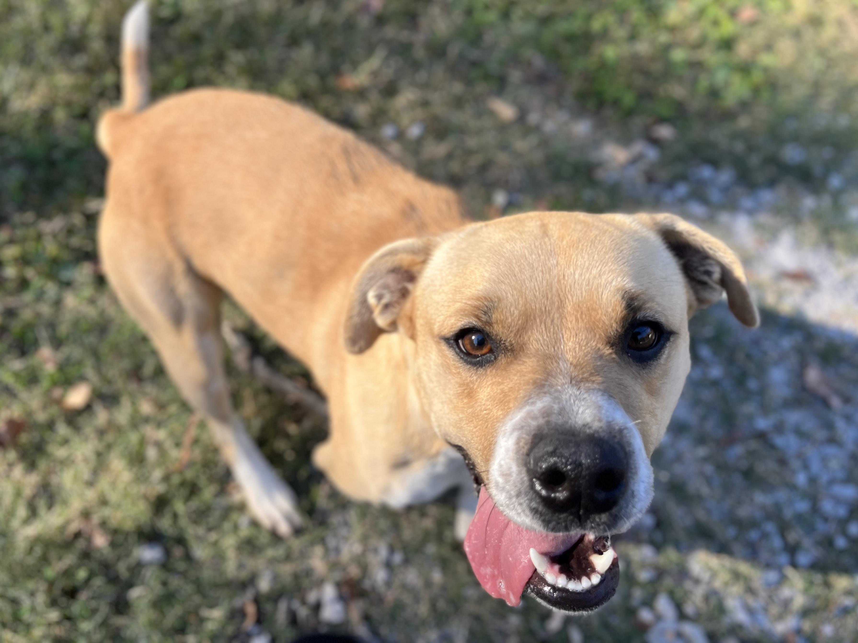 Estella -- FREE to an APPROVED ADOPTER 4