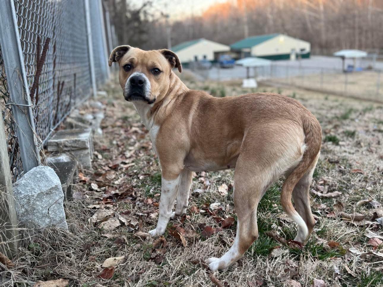 Estella -- FREE to an APPROVED ADOPTER 2