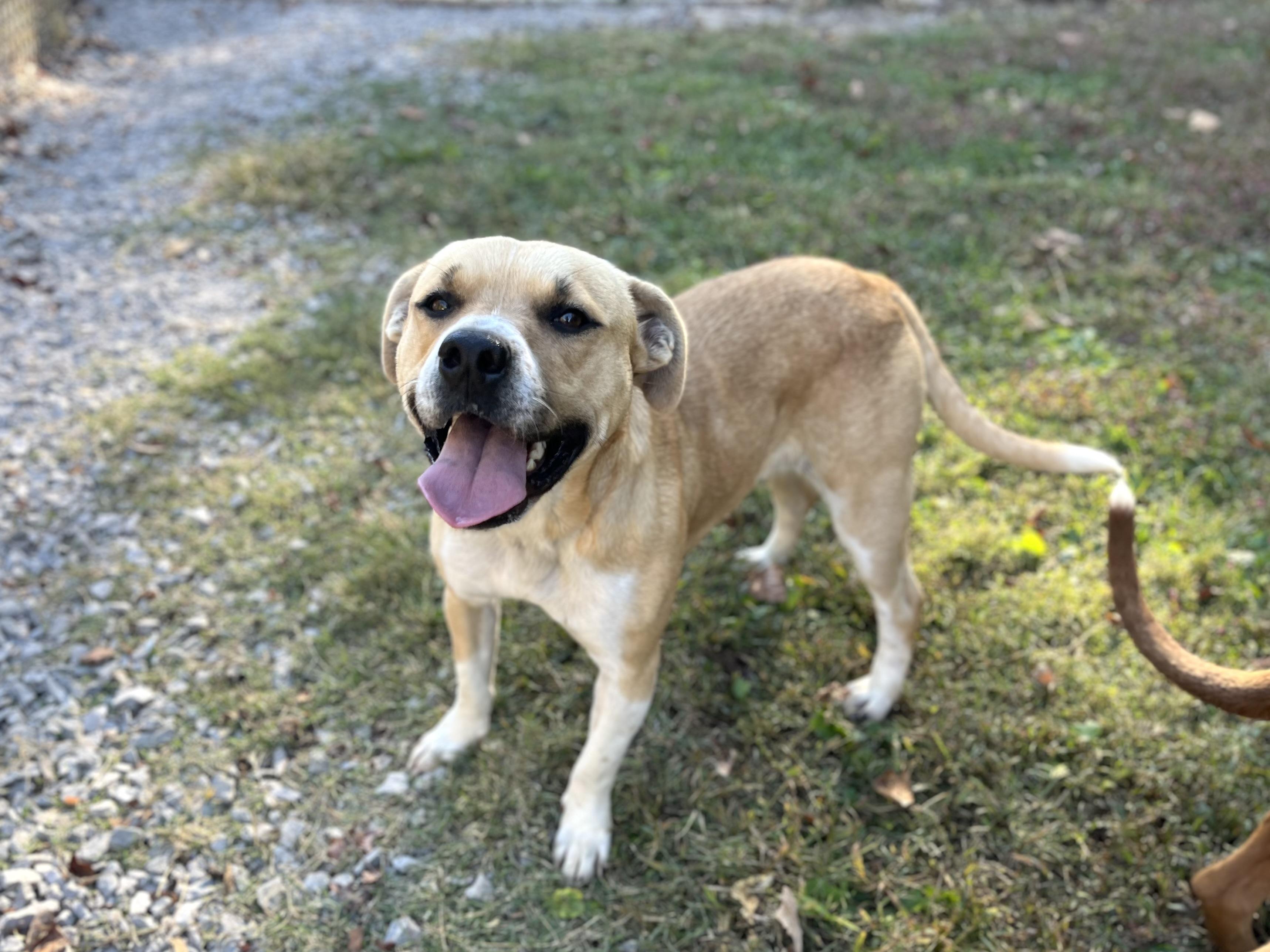 Estella -- FREE to an APPROVED ADOPTER 5