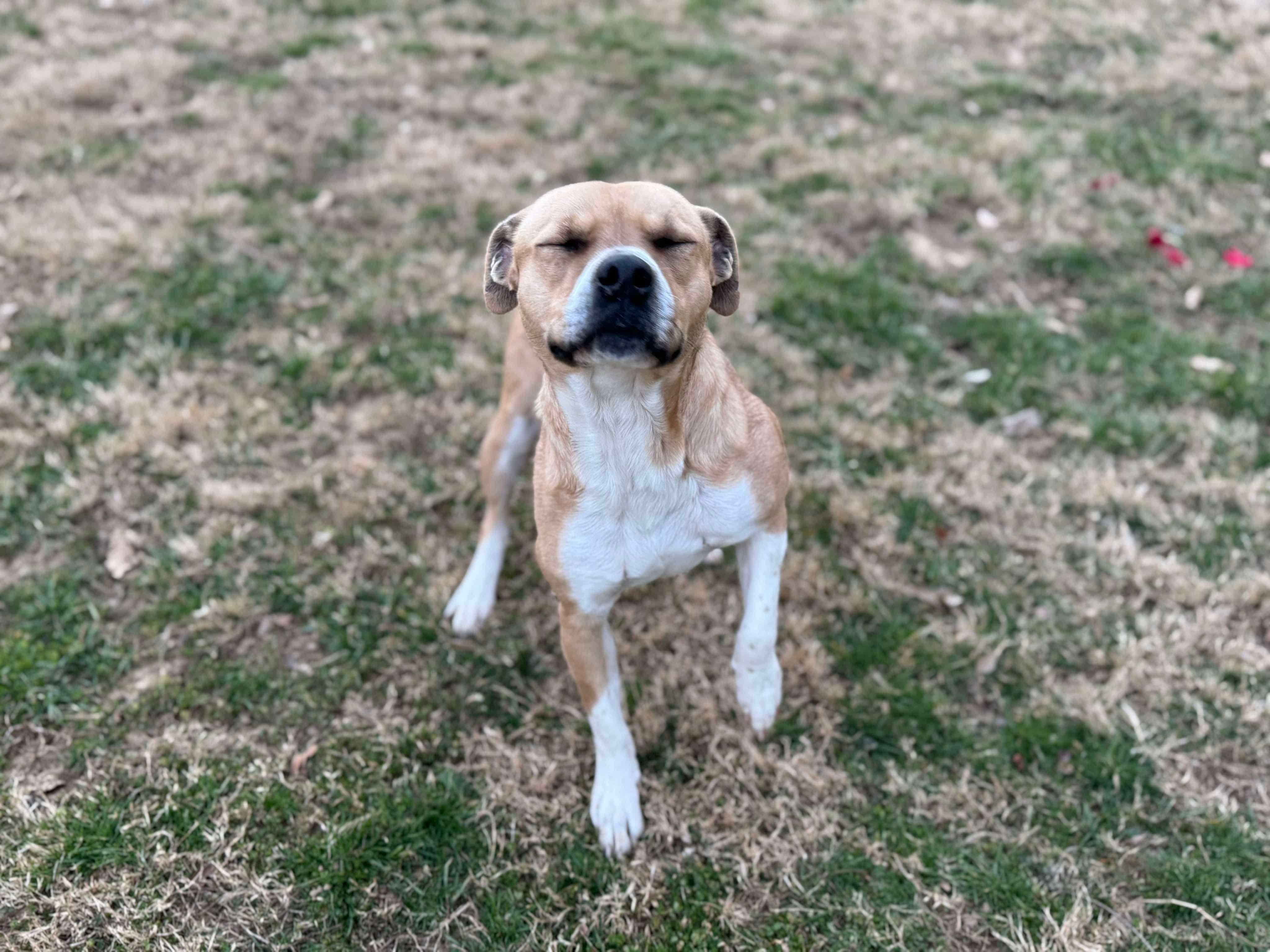 Estella -- FREE to an APPROVED ADOPTER 1